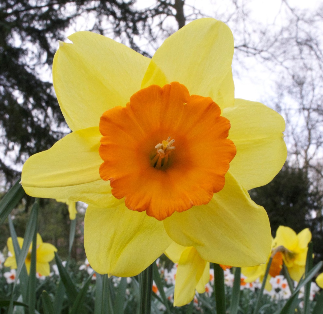 Nahaufnahme einer gelb-orangen Narzisse (Osterglocke) mit oranger Krone im Blumenbeet