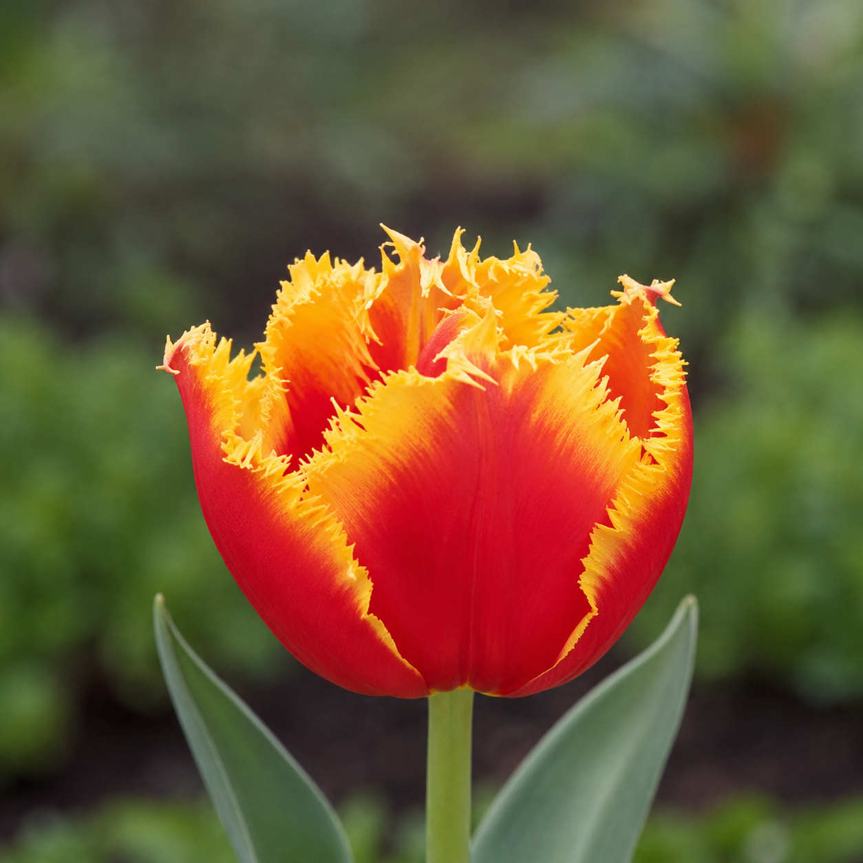 Crispa-Tulpen Davenport