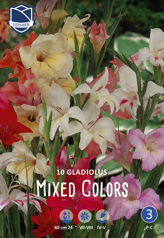 Gladiolus Dwarf Mix 8711829879907 Nahaufnahme bunter Gladiolen (gemischte Farben: Rot, Rosa, Weiß, Gelb) mit langen grünen Stielen; Packung mit 10 Zwiebeln, Wuchshöhe ca. 60 cm, Blütezeit Juli–August.