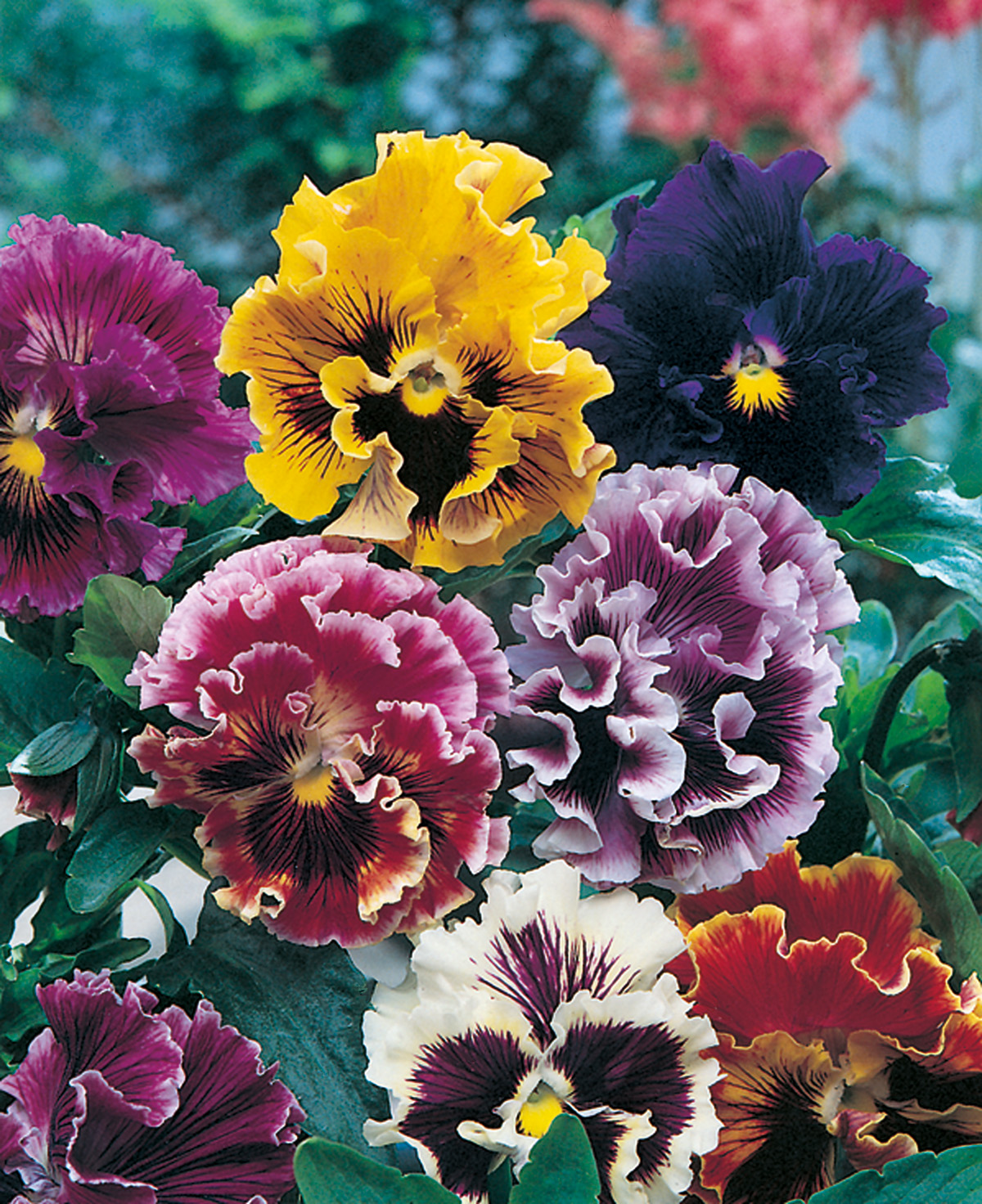 95810_Viola Germania Nahaufnahme gefüllter, fransiger Stiefmütterchen (Hornveilchen) in Gelb, Dunkelviolett, Rosa, Weiß und Rot vor grünem Laub