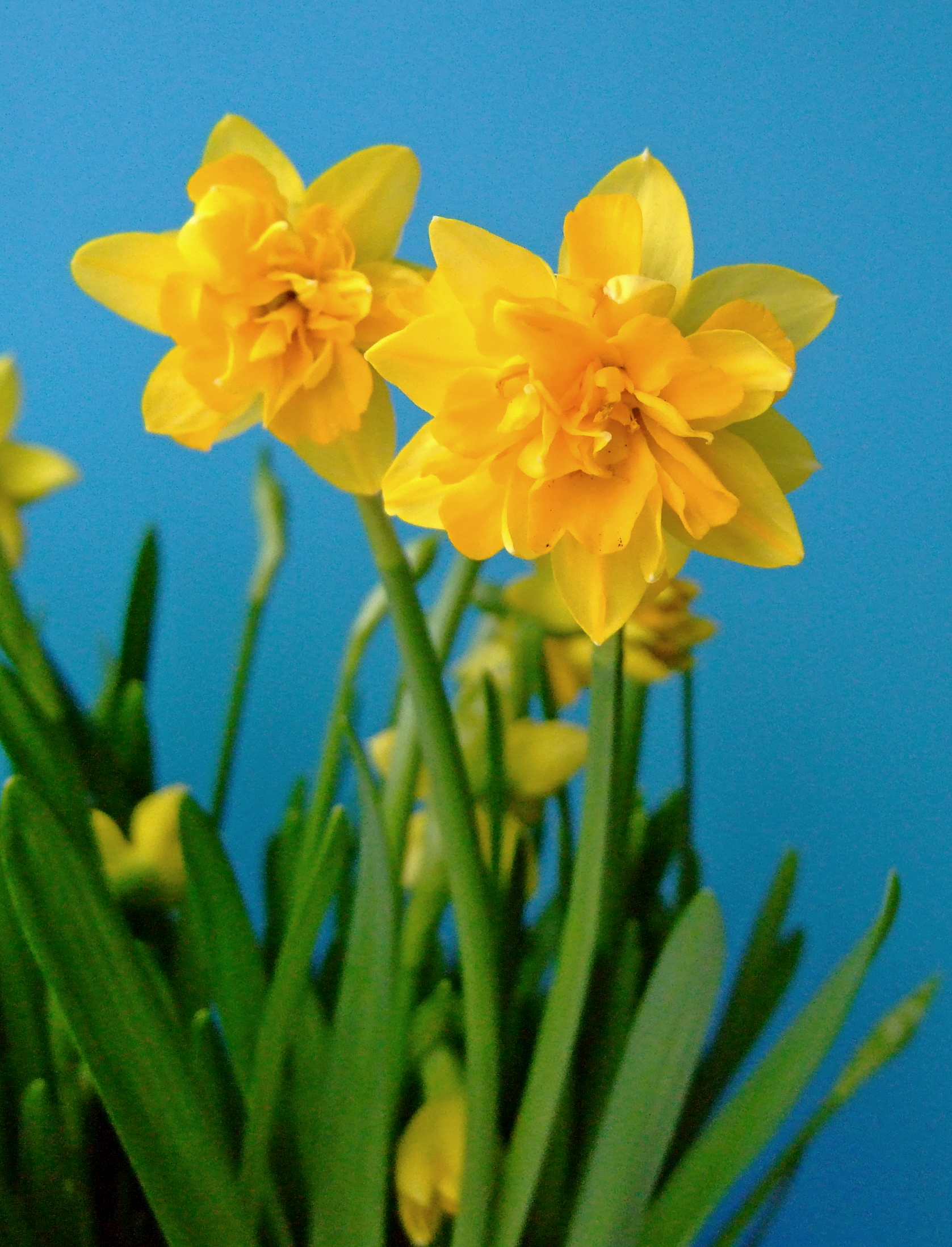 Zwei leuchtend gelbe Narzissenblüten mit grünem Laub vor einem blauen Hintergrund