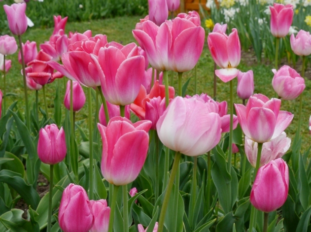 Tulpen Prachtmischung Töne in Rosa mit harmonischen rosa Tulpenblüten im Garten, ideal für Beet, Topf und Verwilderung, Blüte von April bis Mai