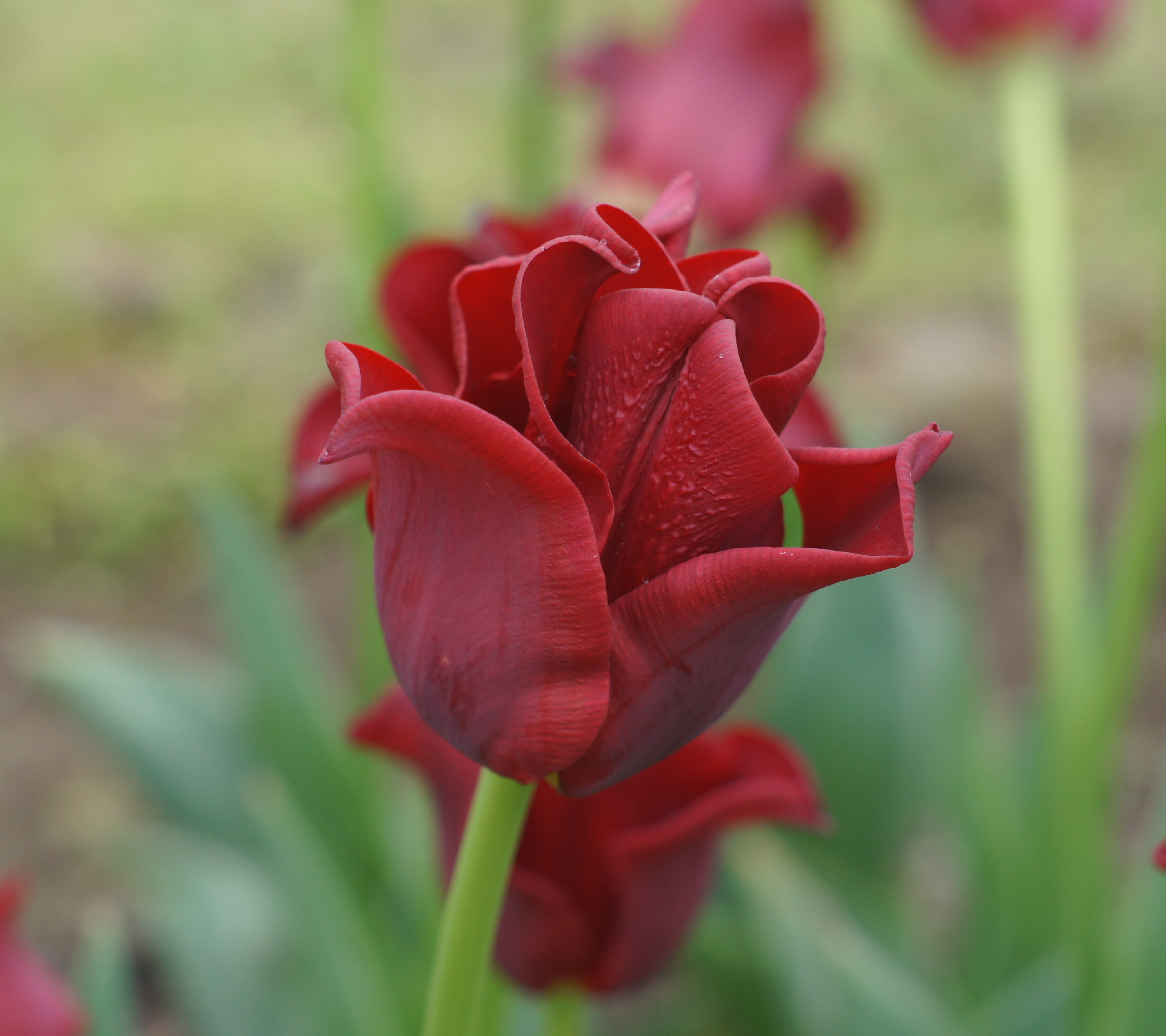 Nahaufnahme einer roten Tulpenblüte mit Tautropfen auf den Blütenblättern vor unscharfem grünem Hintergrund
