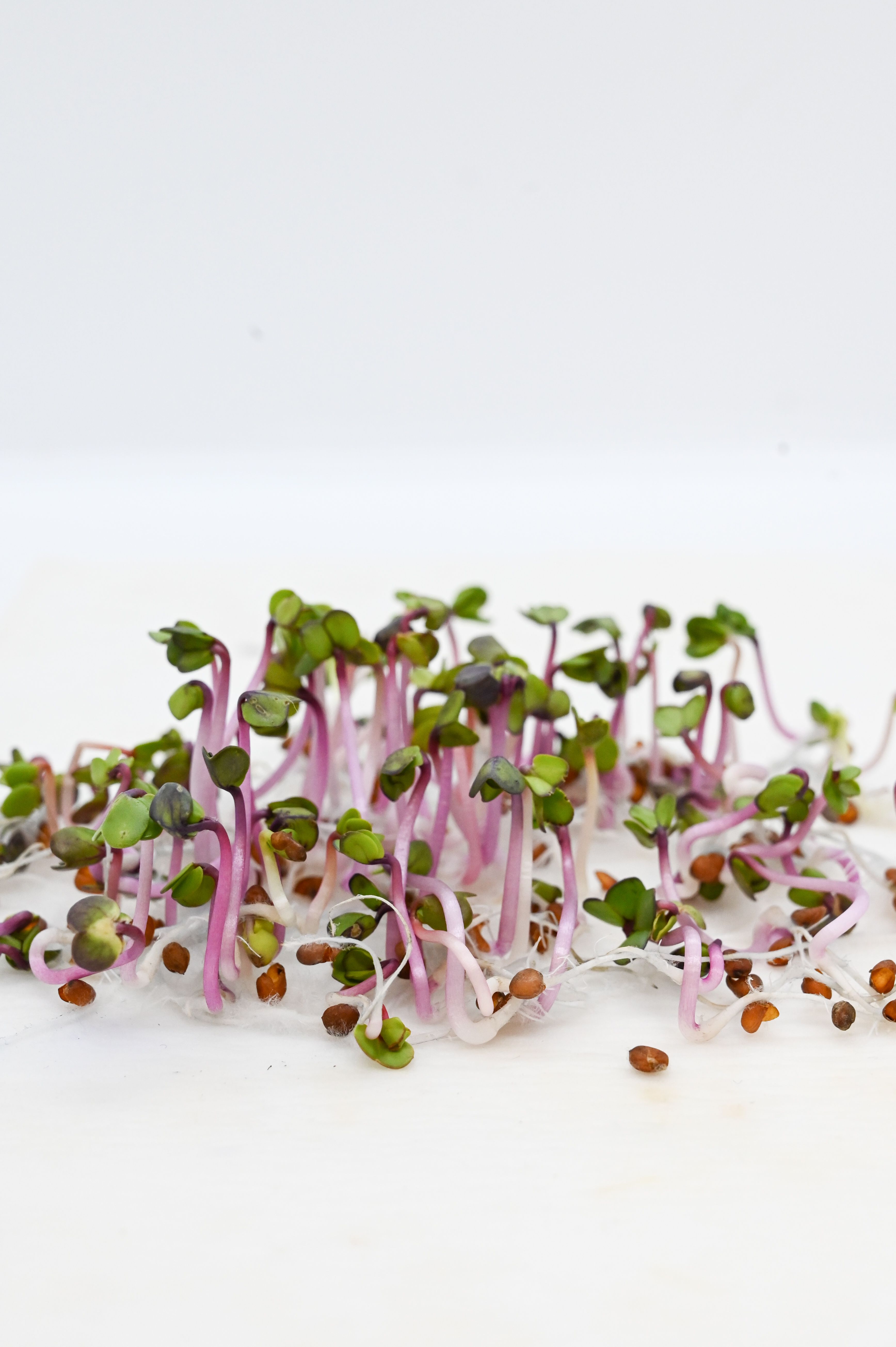 Nahaufnahme von rosa-violetten Radieschen-Sprossen (Microgreens) auf weißem Hintergrund; sichtbare Samen, Wurzeln und grüne Keimblätter.