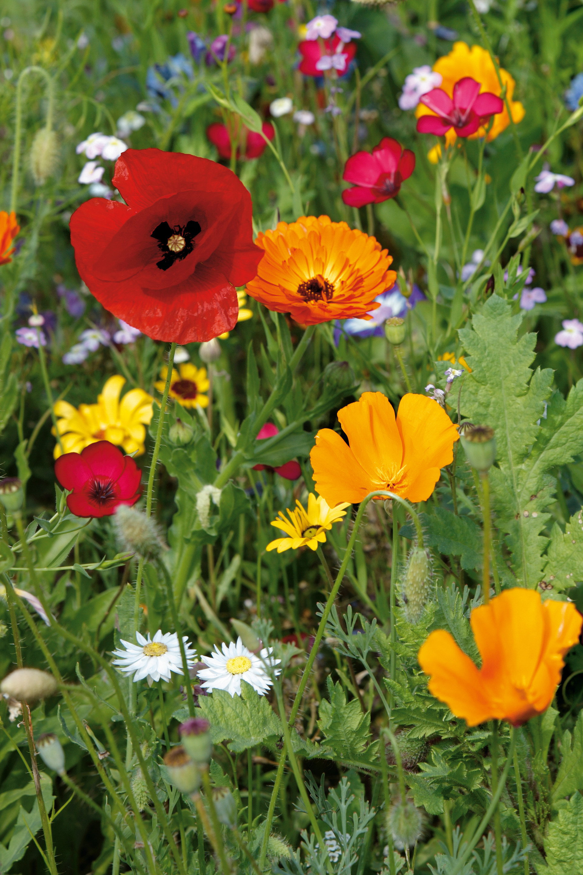Bunte Wildblumenwiese mit rotem Klatschmohn, orangefarbenen Ringelblumen, gelben Blüten und weißen Margariten