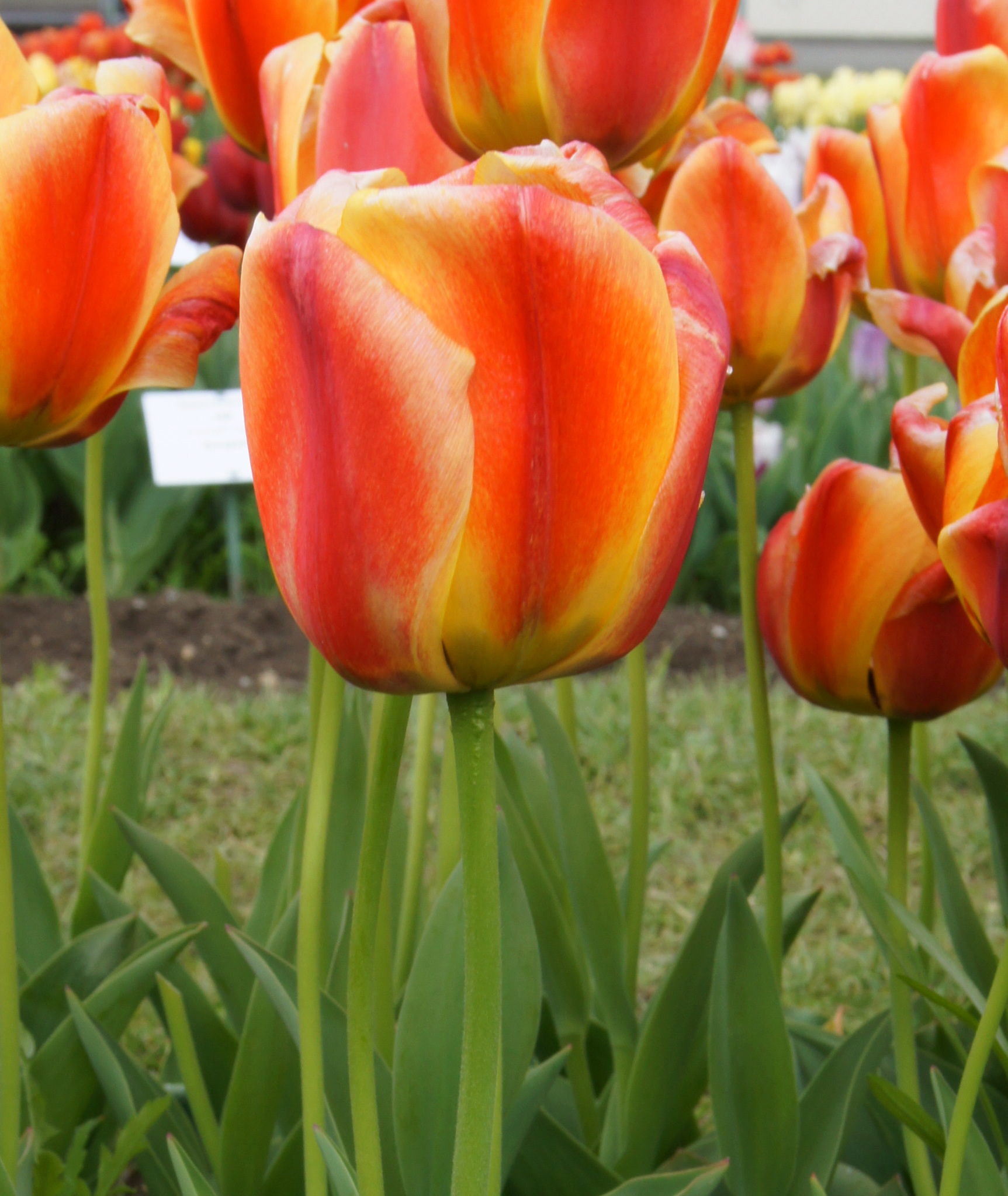 Nahaufnahme der Darwin-Hybrid-Tulpe Apeldoorn’s Elite mit großen orangeroten Blüten, die zum Rand gelb auslaufen, im Beet blühend