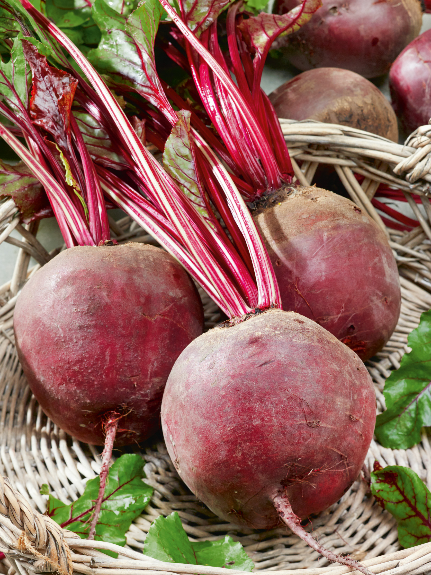 Rote Bete (Bio) Detroit, Bolivar