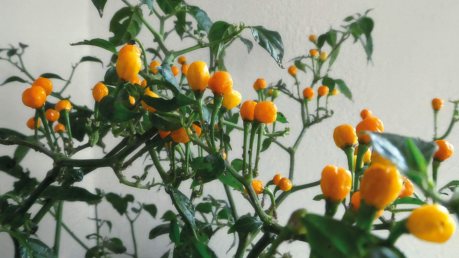 Chili Aji Charapita