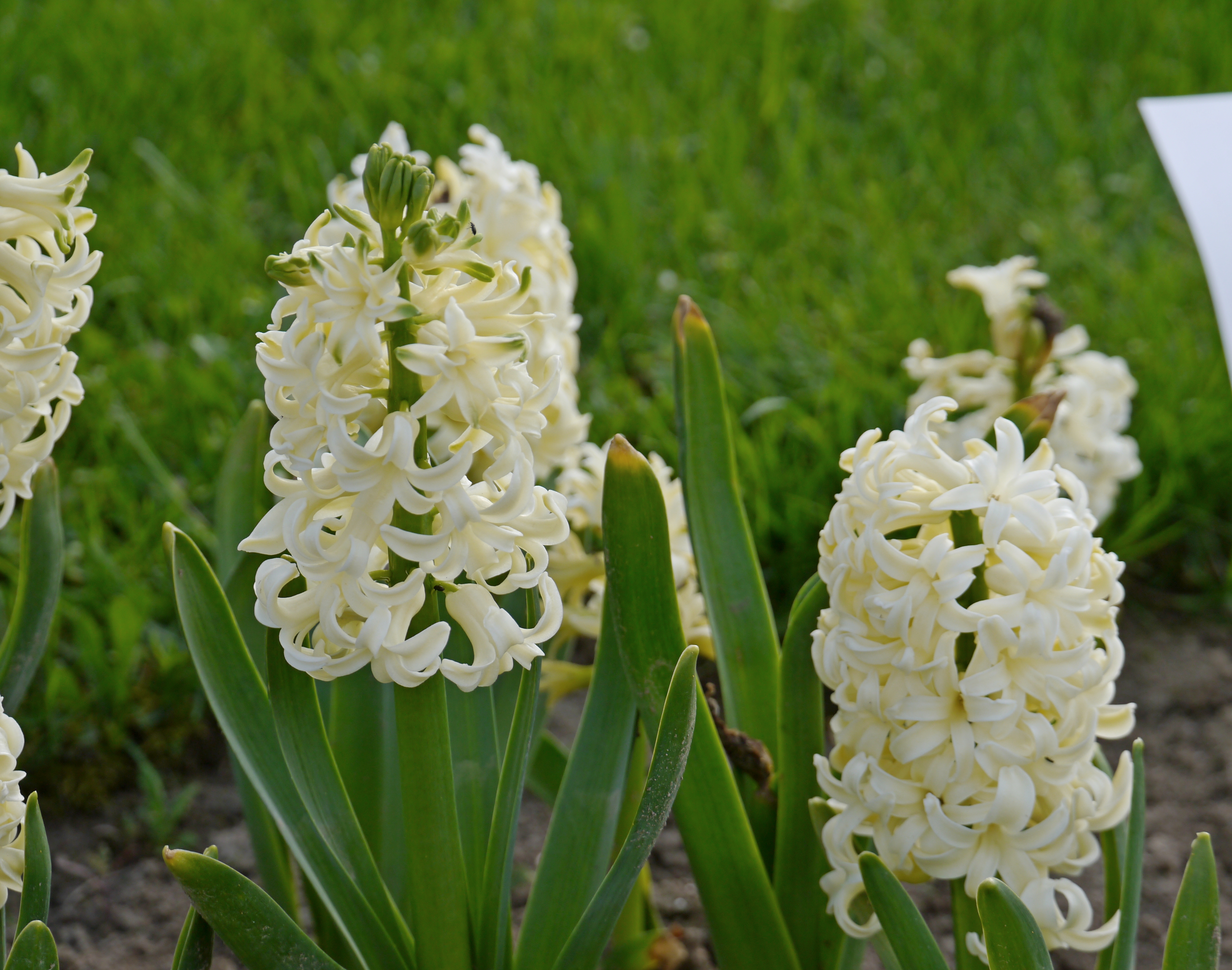 Mehrere cremeweiße Hyazinthen (Hyacinthus) mit grünen Blättern in einem Beet vor unscharfem Gras-Hintergrund