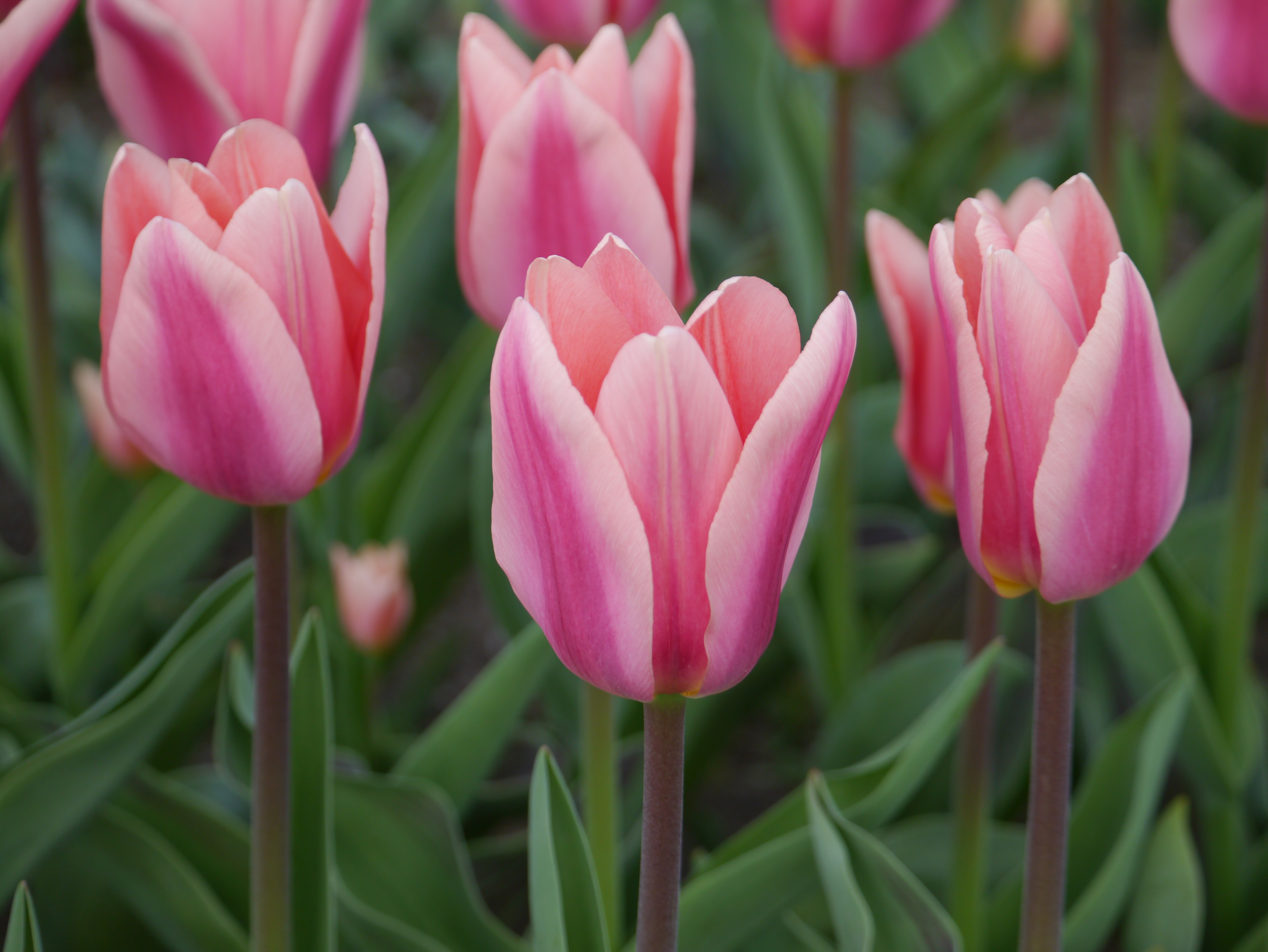 Nahaufnahme mehrerer rosa Tulpen mit grünen Blättern im Beet