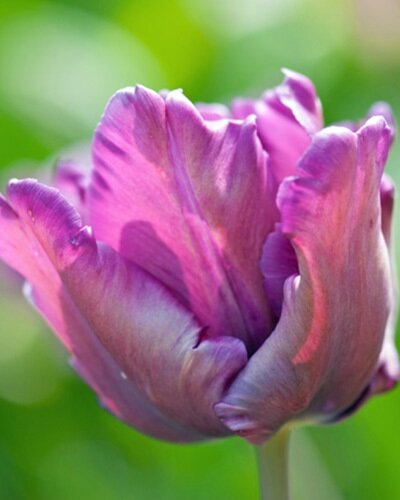 Nahaufnahme einer violetten, gefüllten Tulpe mit gewellten Blütenblättern vor unscharf grünem Hintergrund