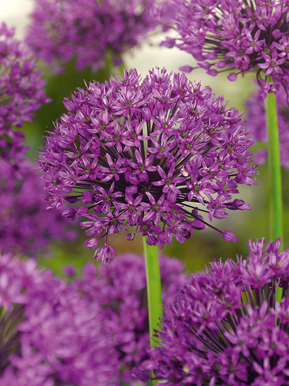 56049_Allium_aflatunense_Purple_Sensation Nahaufnahme: Lila Allium-Kugelblüten mit zahlreichen kleinen sternförmigen Blüten auf grünem Stiel vor unscharfem Hintergrund