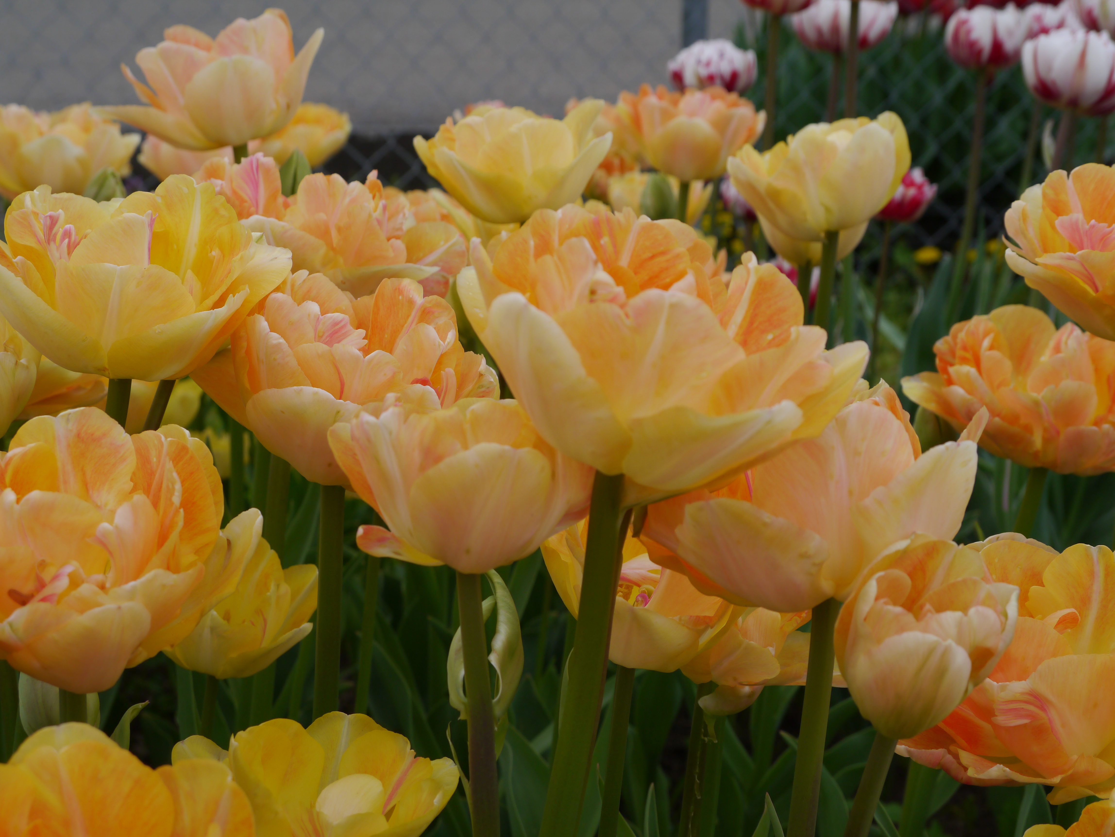 Nahaufnahme von gefüllten pfirsichgelben Tulpenblüten in einem Blumenbeet
