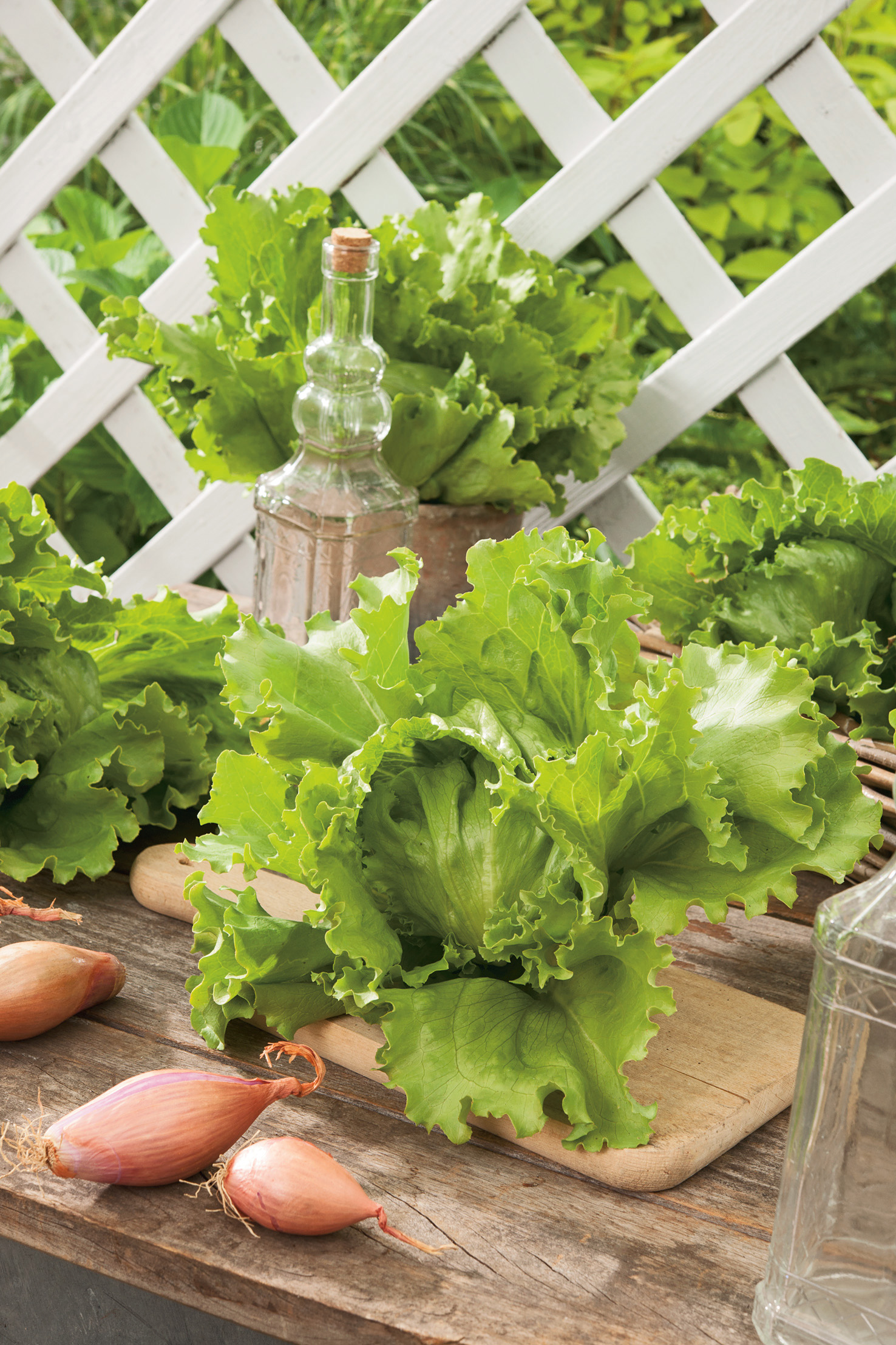 Nahaufnahme von frischem Kopfsalat auf Holzbrett mit Schalotten und dekorativer Glasflasche, weißes Rankgitter und Gartenlaub im Hintergrund