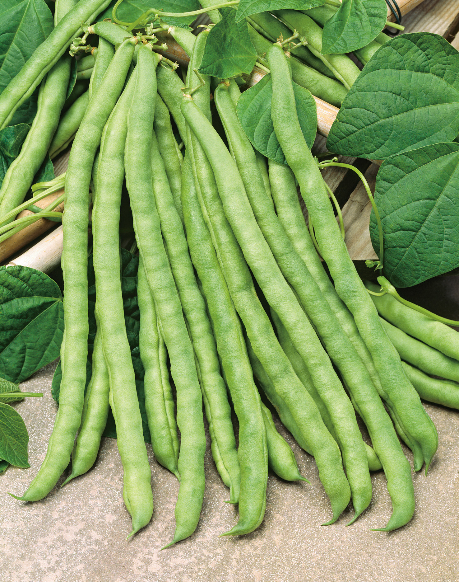 Frische grüne Hülsen der Stangenbohne Markant mit Blättern – frühe, ertragreiche Sorte von Samen-Fetzer, ideal für Bohnengemüse, Salate, Einmachen und Einfrieren