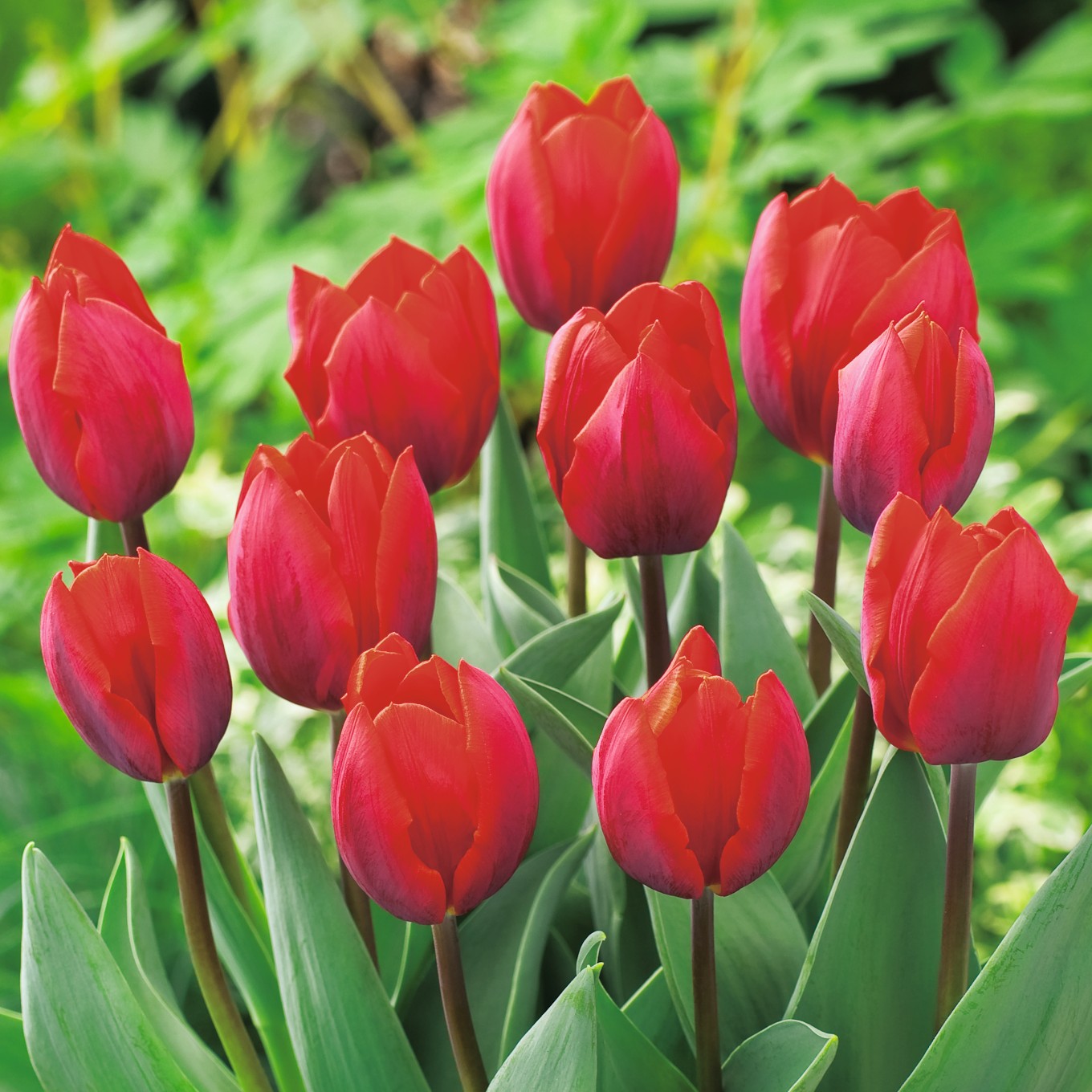Nahaufnahme leuchtend roter Tulpen mit grünen Blättern in einem Garten