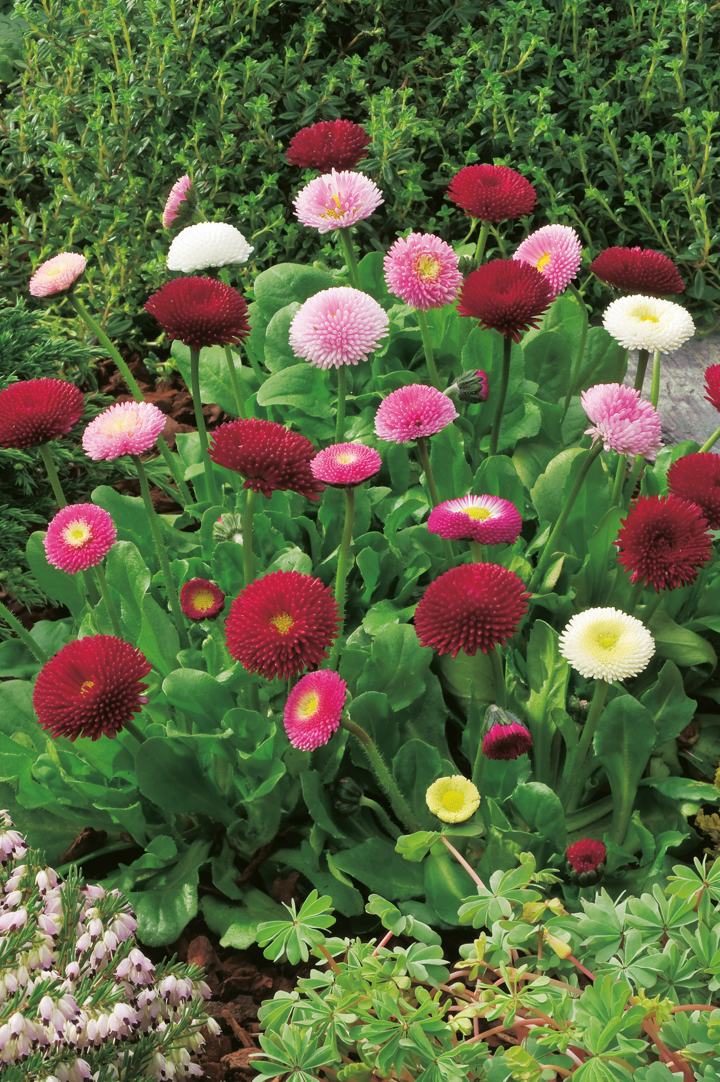 Nahaufnahme von bunten Pompon-Gänseblümchen (Bellis perennis) in Rot, Rosa, Weiß und Gelb mit grünen Blättern in einem Gartenbeet