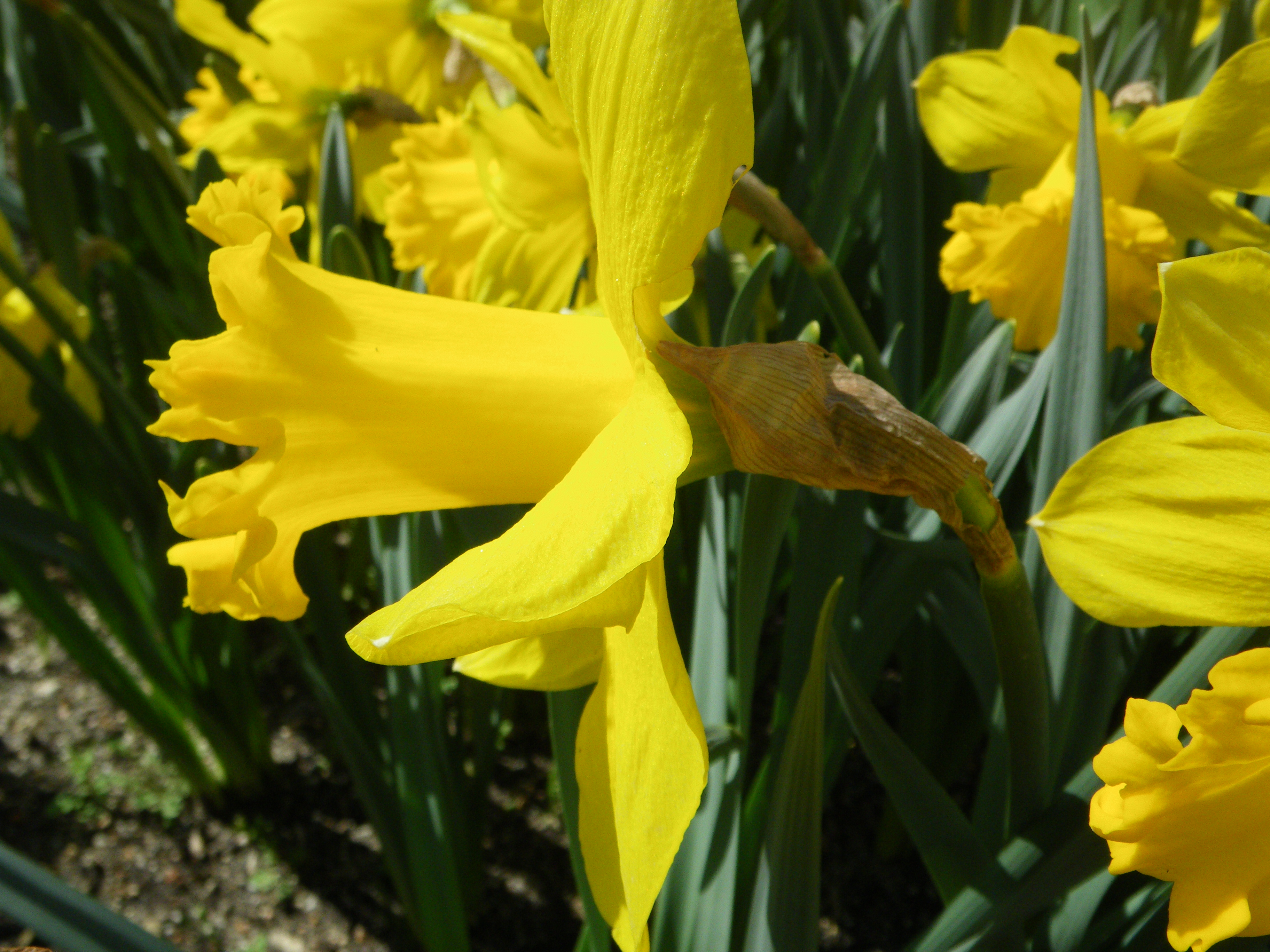 Nahaufnahme einer gelben Narzisse (Osterglocke) mit geöffnetem Blütentrichter und grünen, schwertförmigen Blättern im Hintergrund, Frühlingsgarten.