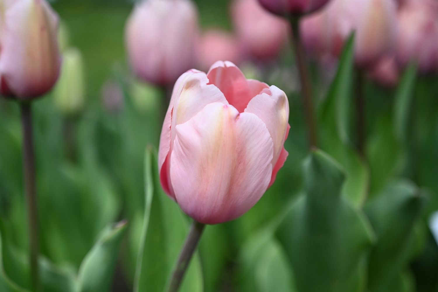52319_Salmon_Impression Nahaufnahme einer zarten rosa Tulpe mit grünen Blättern im unscharfen Hintergrund