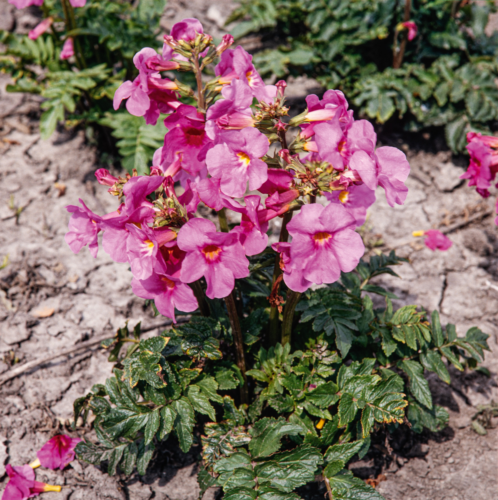 Nahaufnahme einer rosa Blütenpflanze mit gelben Zentren, mehreren fünfblättrigen Blüten und kompakten grünen Blättern auf trockenem Gartenboden