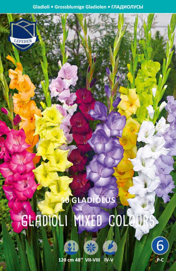 Bunter Gladiolen-Mix mit 50 Knollen: große, aufrechte Blüten in Gelb, Rot, Rosa, Violett und Weiß; Wuchshöhe ca. 120 cm; ideale Schnittblumen und Beetpflanzen