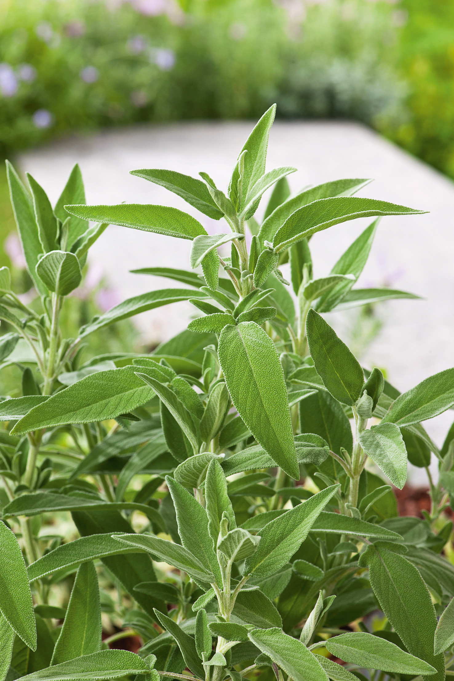 Nahaufnahme einer gesunden Salbeipflanze mit lanzettlichen, samtigen, grünen Blättern im Garten