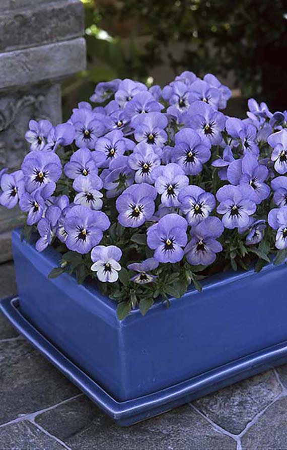 Viola cornuta F1 Floral Power Sky Blue Blotch im blauen Pflanzgefäß, kompakte Mini-Viola mit vielen sky-blauen Blüten, ca. 4 cm, winterhart und frühblühend für Herbst und Frühjahr