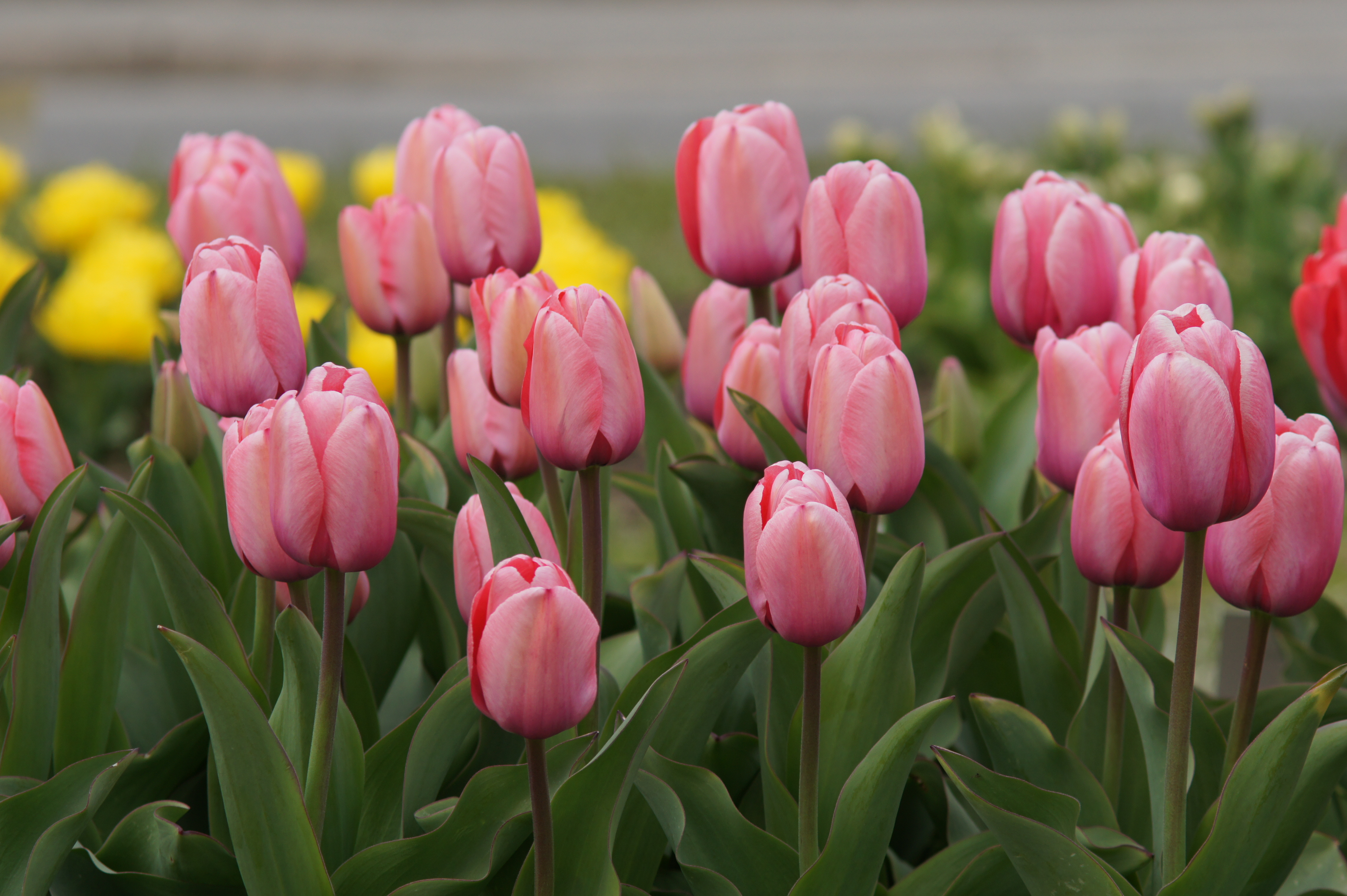 Nahaufnahme rosa Tulpen in einem Beet mit grünen Blättern und unscharf gelben Blumen im Hintergrund