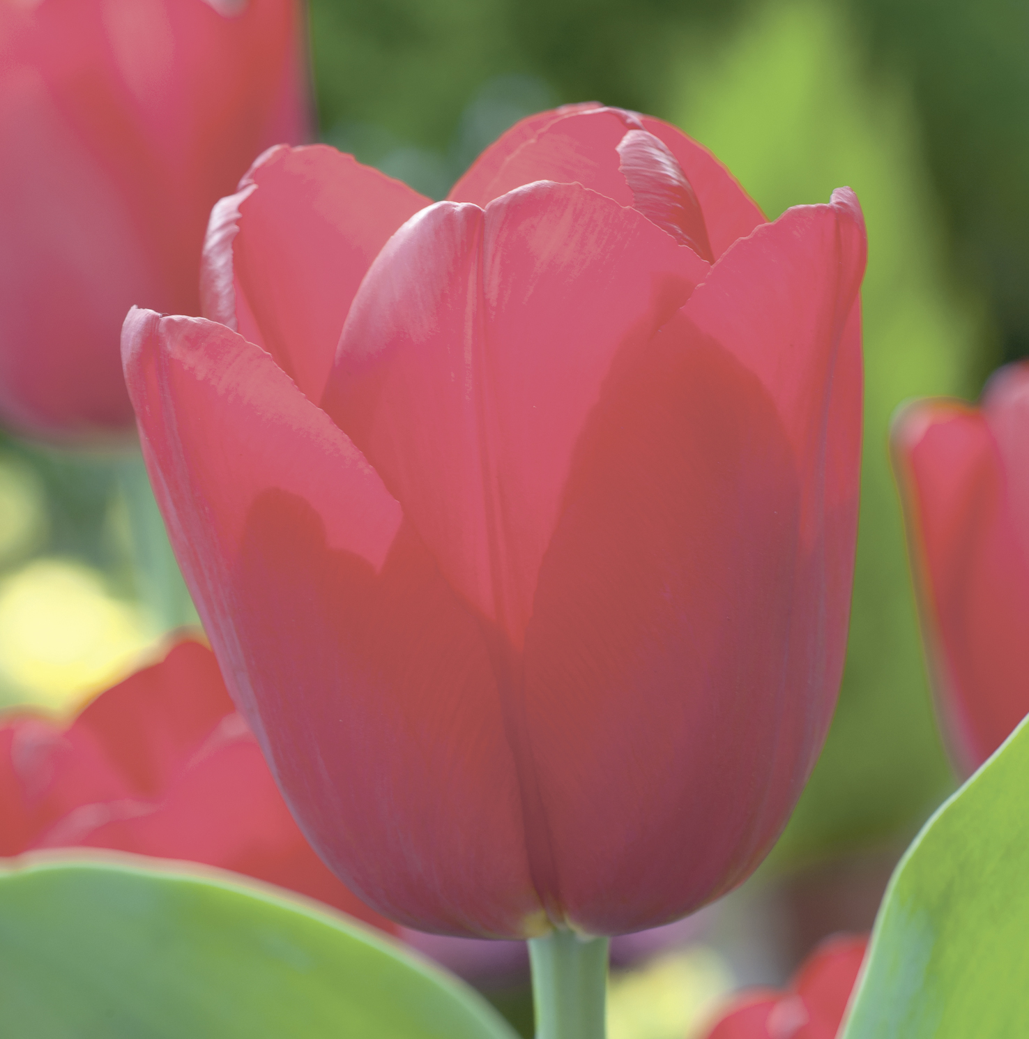 Nahaufnahme der Triumph-Tulpe Dominique mit leuchtend roten, wetterfesten Blütenblättern - ideal für Beete, Töpfe und Rabatten im Frühlingsgarten