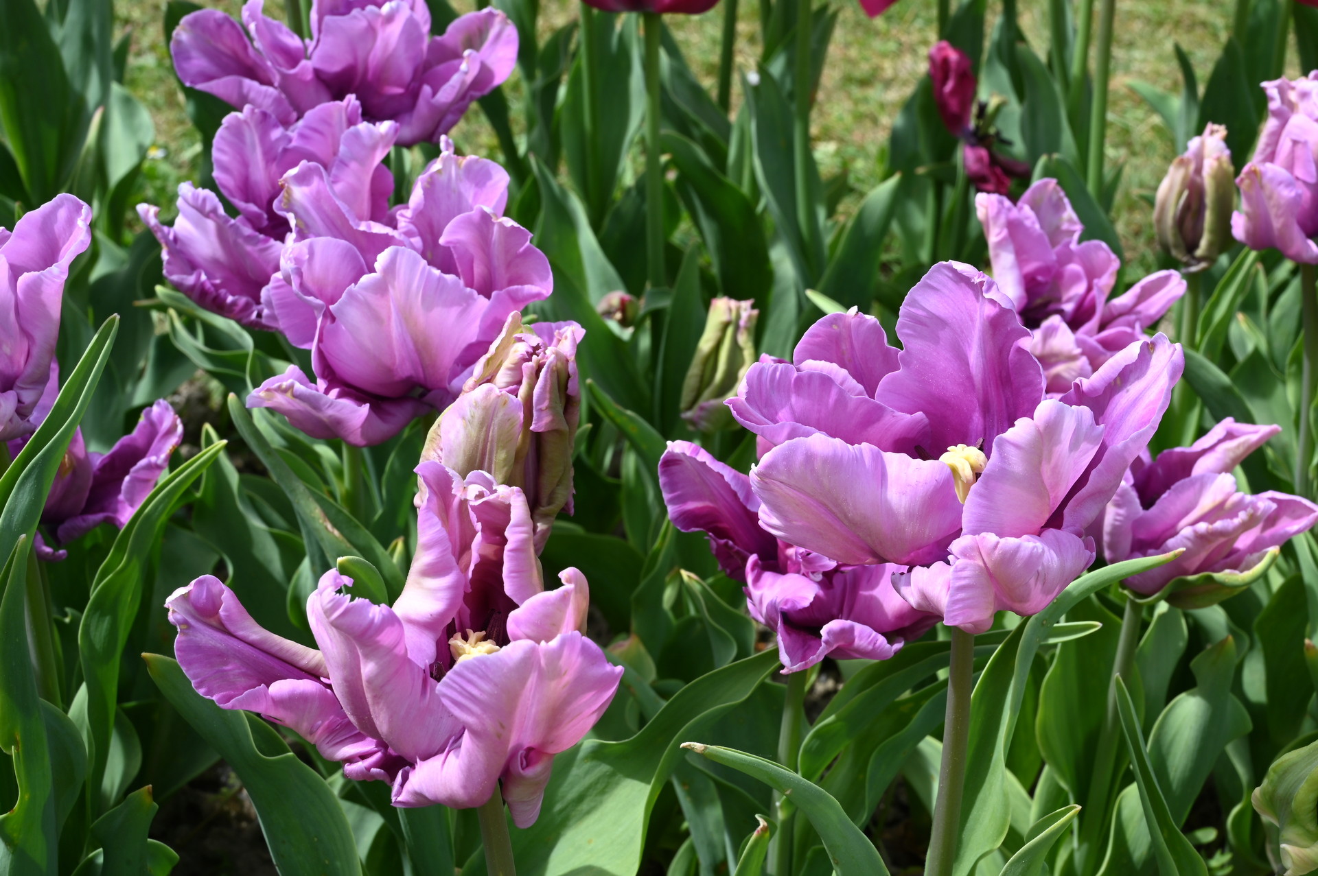 Papagei-Tulpen James Last
