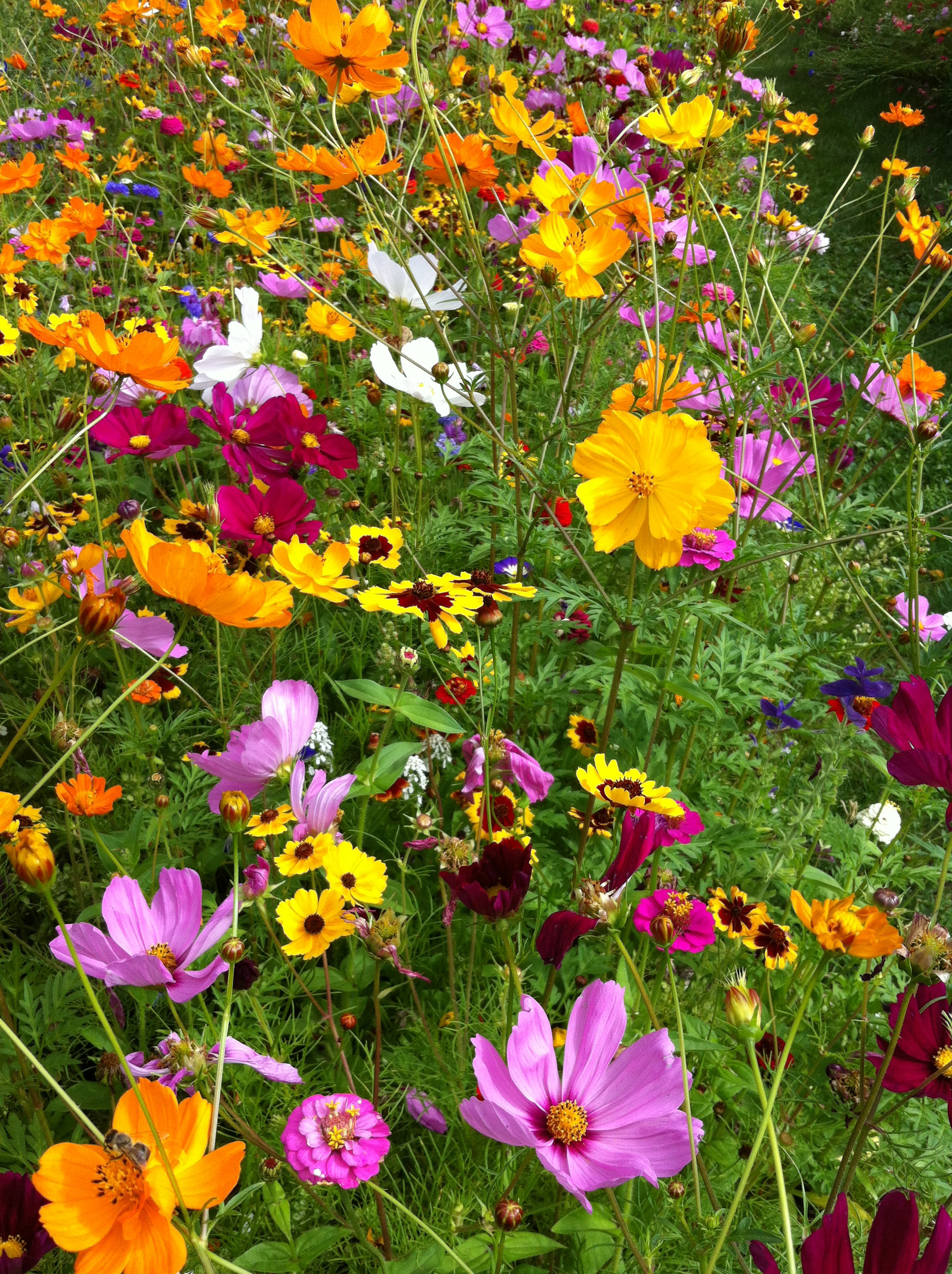 Nahaufnahme einer bunten Wildblumenwiese mit rosa, orange, gelben und weißen Blüten, grünen Stängeln und Blättern; verschiedene Blütenformen und eine Biene auf einer Blüte im Vordergrund