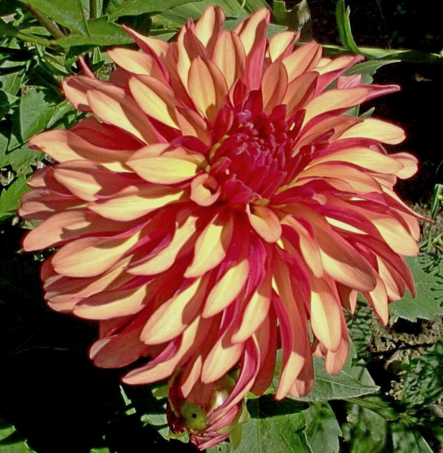 2783_Gallery-Dahlien Art Deco Nahaufnahme einer großen Dahlienblüte in gelb-orange mit rotem Zentrum auf grünem Blattwerk