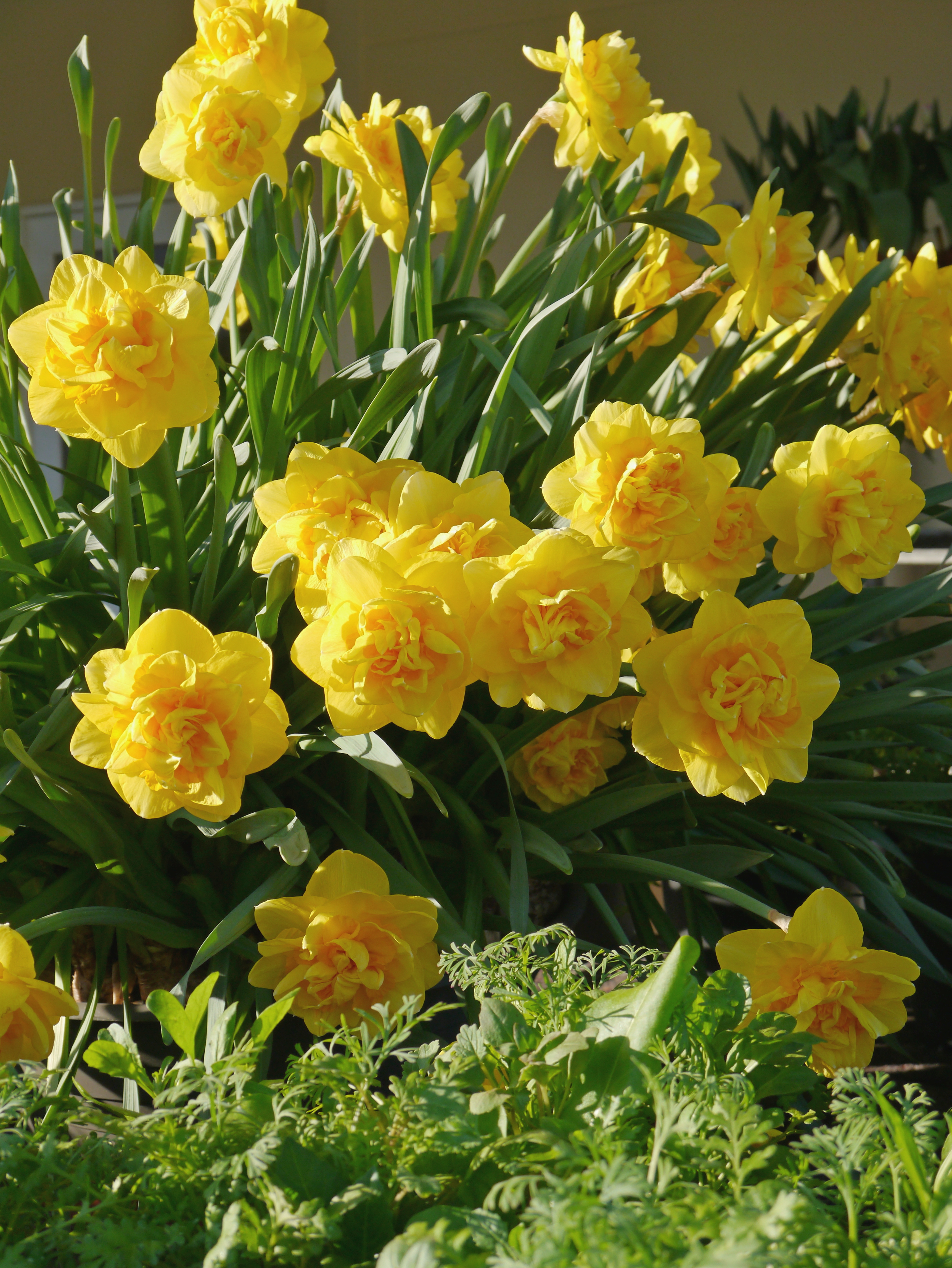 Gefüllte Narzisse Sherborn mit dicht gefüllten, großen gelben Blüten im Beet – ideal für Garten, Topf und als Schnittblume