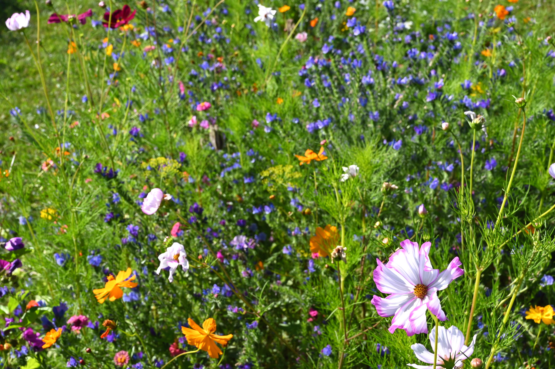 Sommerblumenmischung Imkergarten