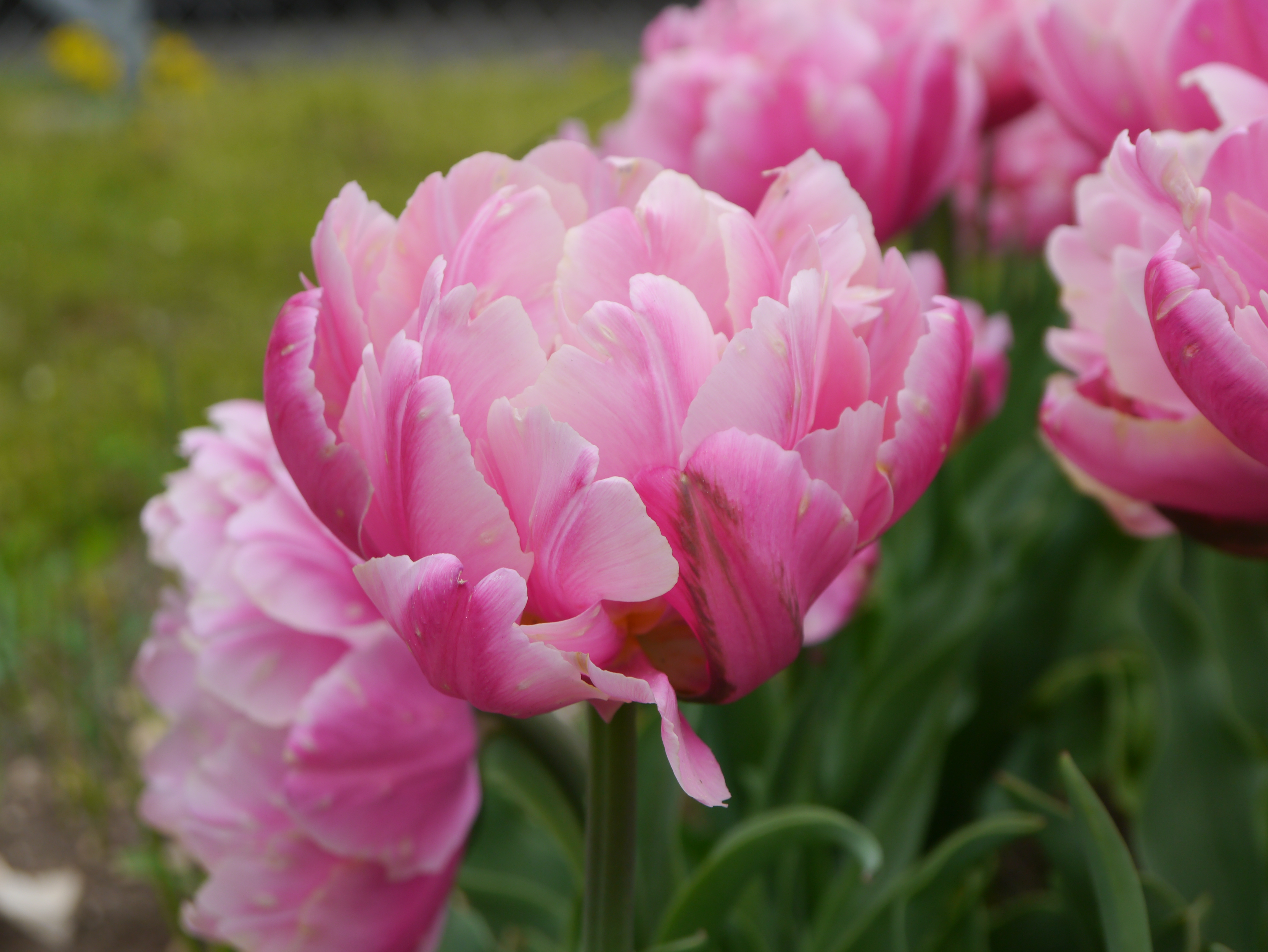Nahaufnahme einer rosa gefüllten Tulpenblüte im Garten, zarte Blütenblätter und grüne Blätter im Hintergrund