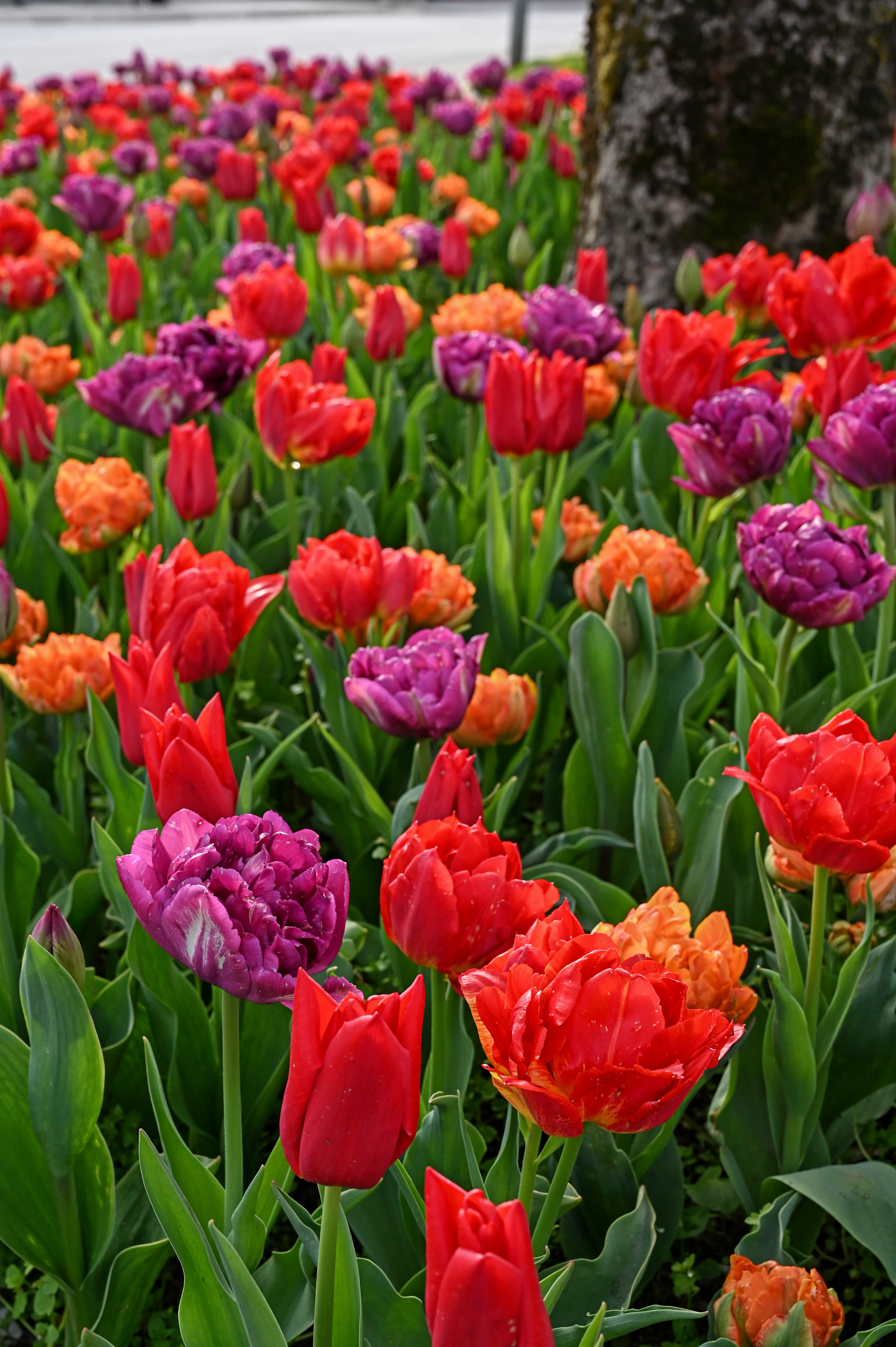 Nahaufnahme eines bunten Tulpenbeets mit roten, violetten und orangefarbenen Tulpen und grünen Blättern