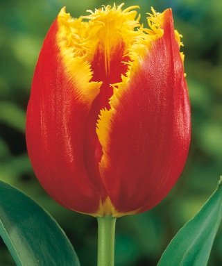 Fransige rote Tulpe mit gelben Rändern vor grünem Blätterhintergrund