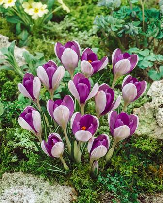 Gruppe purpur-weiß gefärbter Krokusse, die dicht beieinander im moosbedeckten Gartenboden blühen