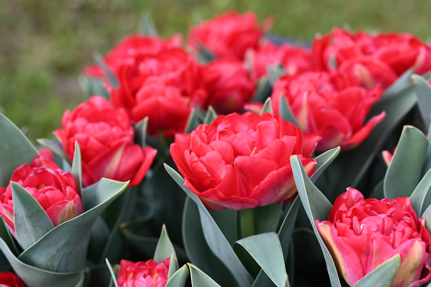 Nahaufnahme mehrerer roter gefüllter Tulpen mit grünen Blättern, dichte doppelte Blüten im Gartenbeet