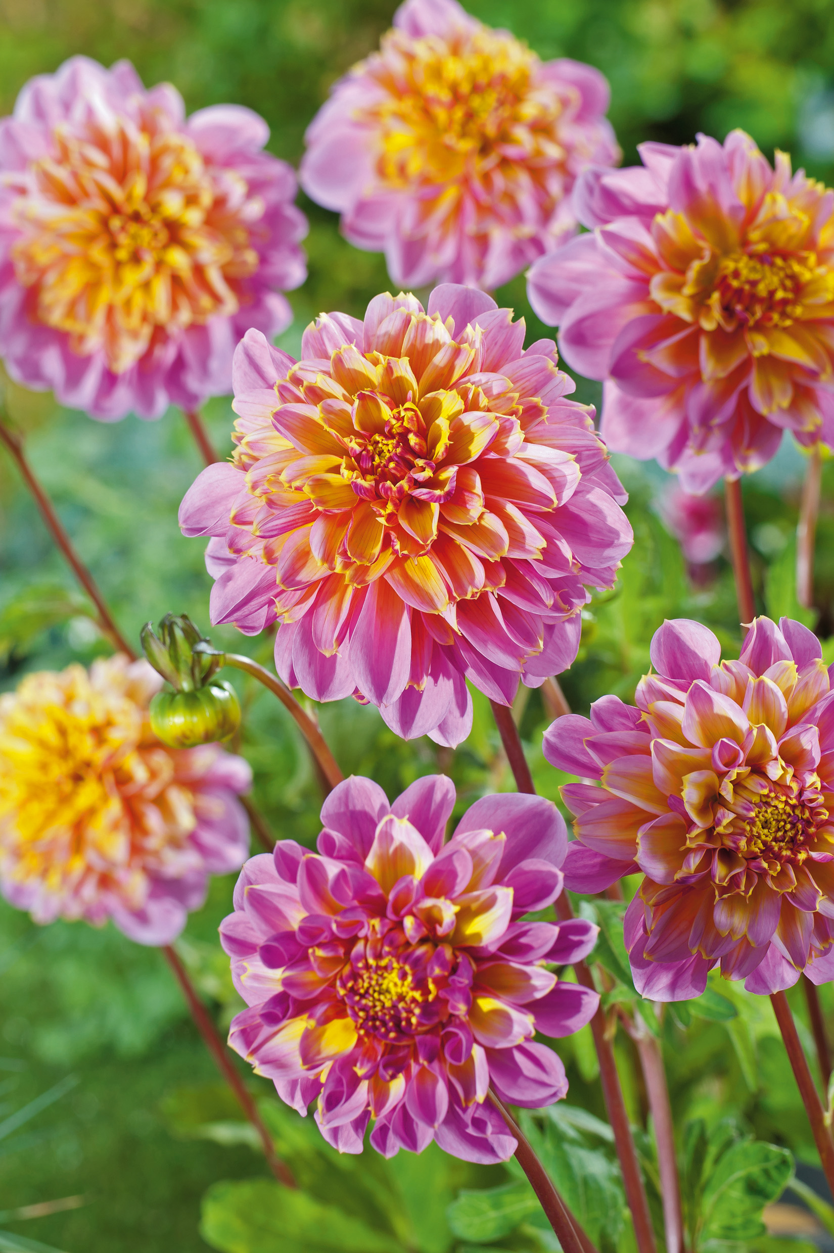 2765_Dahlie Life Style Nahaufnahme mehrerer rosa-gelber, gefüllter Dahlienblüten vor grünem Blattwerk