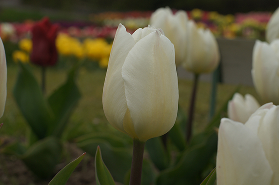 Einfache frühe Tulpen White Marvel