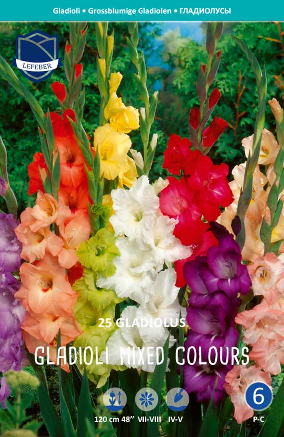 Verpackungsansicht mit 25 bunt blühenden Gladiolen (rot, gelb, weiß, lila, rosa, apricot): große, mehrblütige Blüten an langen Stielen, üppiges Farbspektrum, Markenlogo oben links sichtbar.