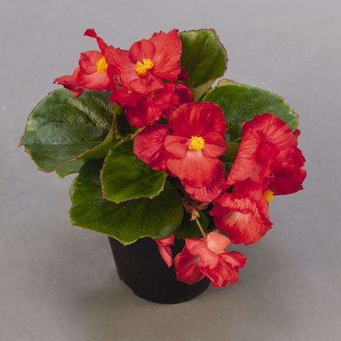 Rote Topf-Begonie mit leuchtend roten Blüten und gelben Zentren, grünen glänzenden Blättern in einem schwarzen Pflanztopf auf grauem Hintergrund