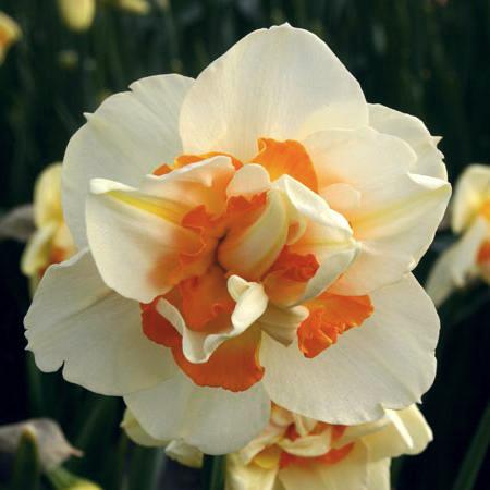 Nahaufnahme einer gefüllten Narzisse (Doppel-Narzisse) in cremeweiß mit orangefarbenem Innenkelch und zarten Blütenblättern