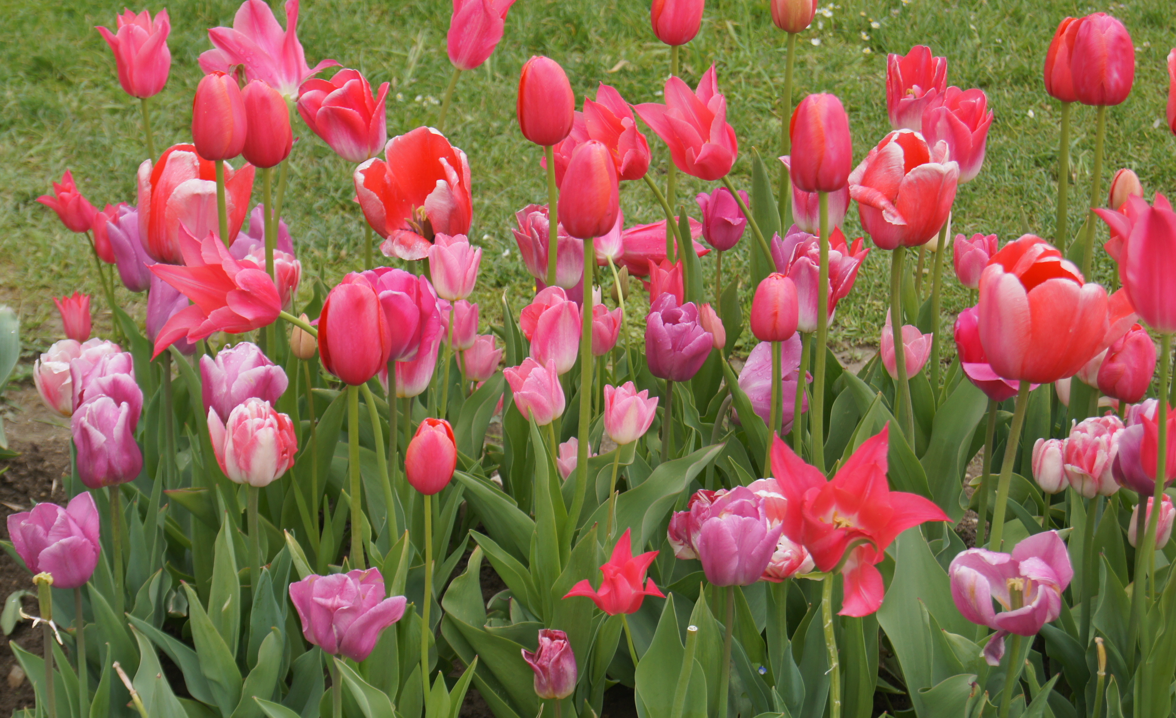 Blühende Tulpen Prachtmischung Töne in Rosa mit 10 Tulpensorten in verschiedenen Rosatönen, ideal für Beet, Topf und Verwilderung, Blütezeit April bis Mai.