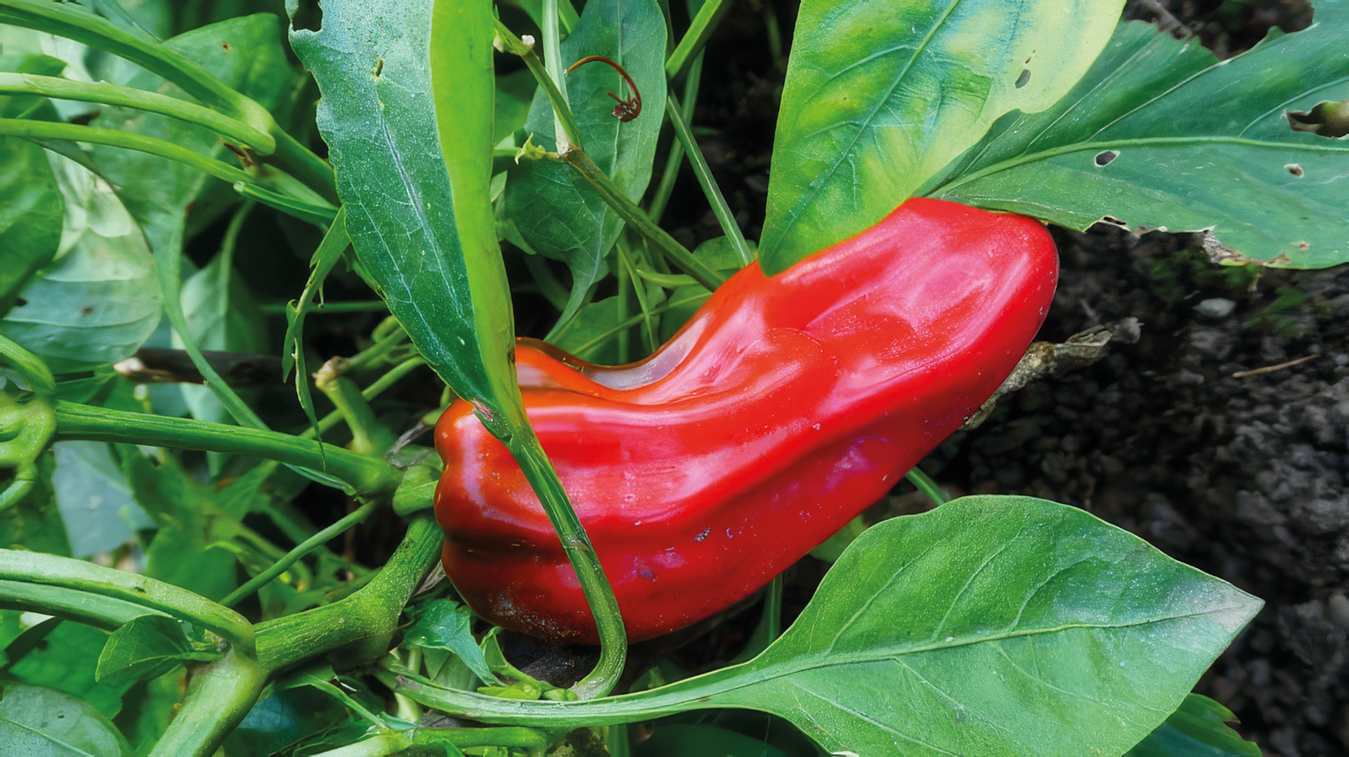 Balkonpaprika