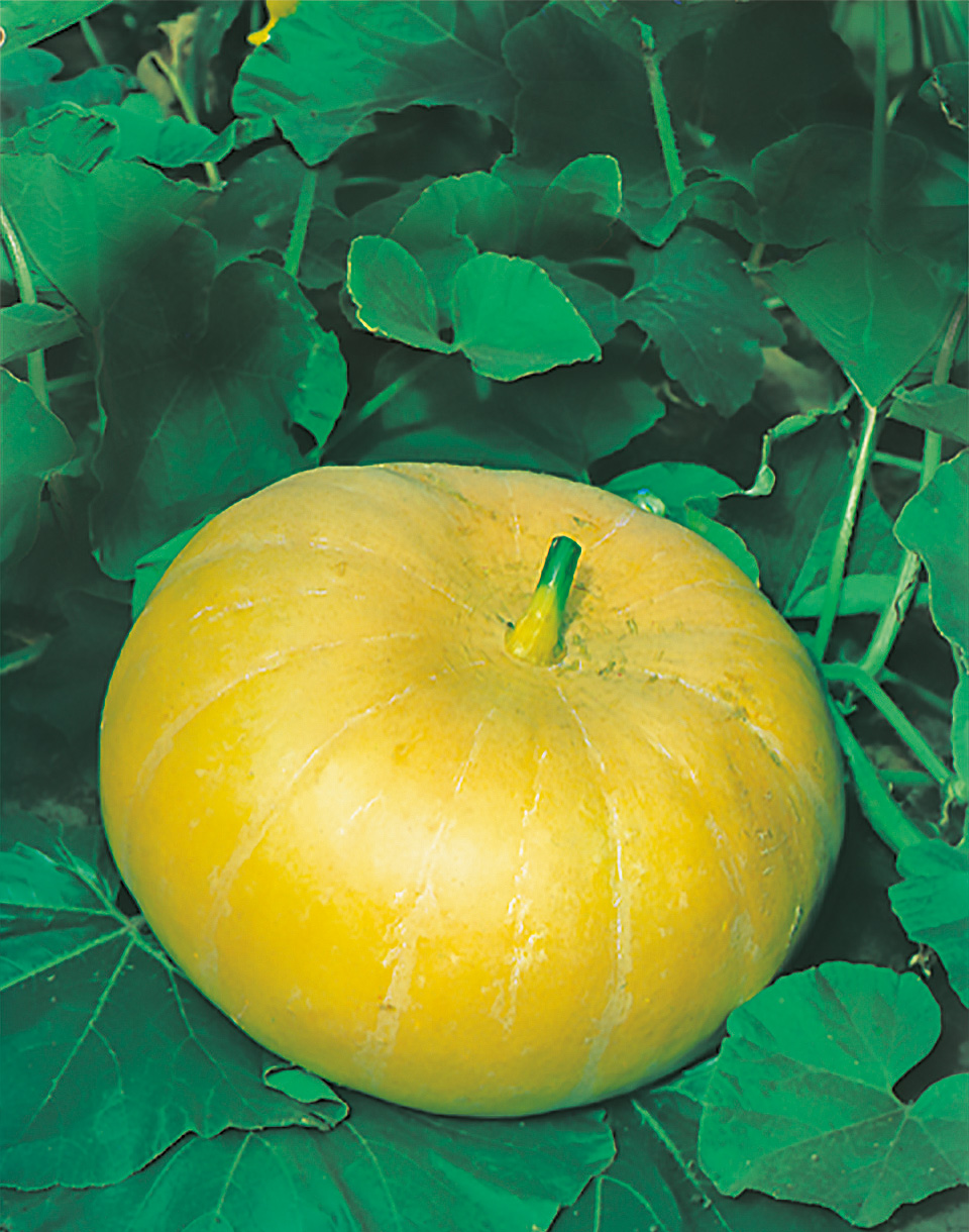 Speisekürbis Gelber Zentner