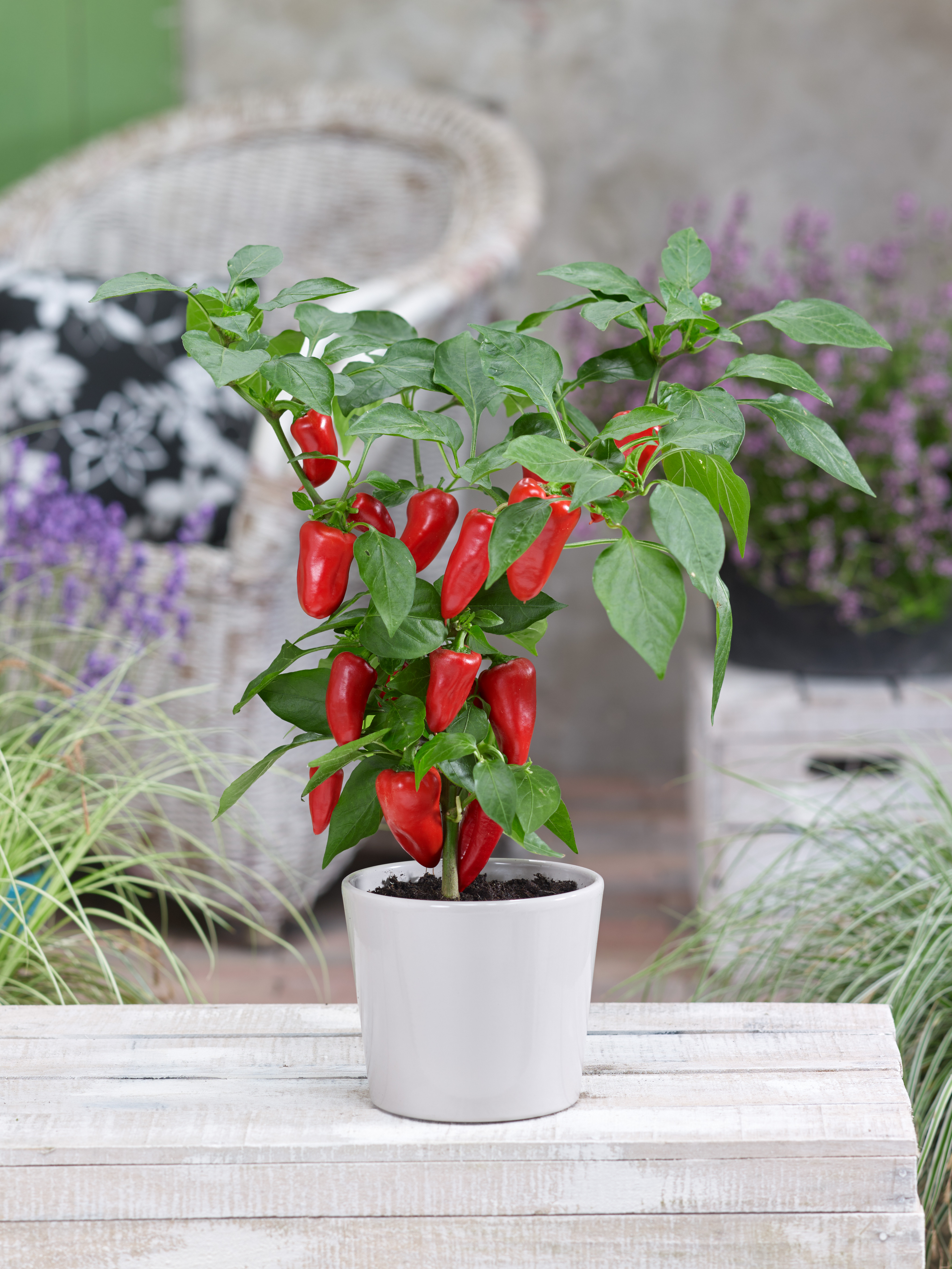 Chilipflanze im weißen Keramiktopf mit vielen leuchtend roten Chilischoten an grünen Blättern, platziert auf einem weißen Holztisch vor unscharfem Rattanstuhl und lila Blüten.