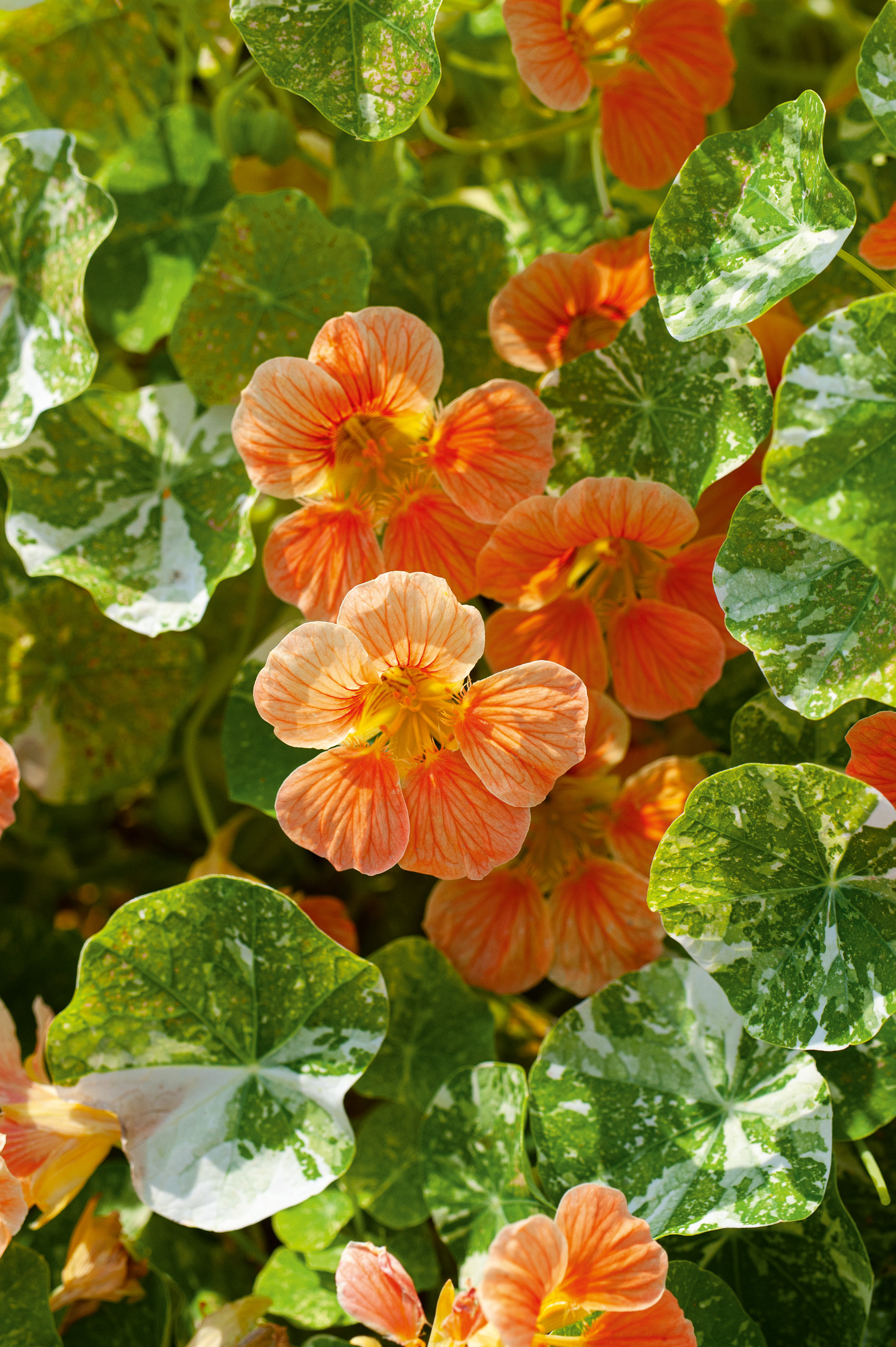 Nahaufnahme orangefarbener Kapuzinerkresse-Blüten mit gelbem Inneren und grün-weiß panaschierten, runden Blättern