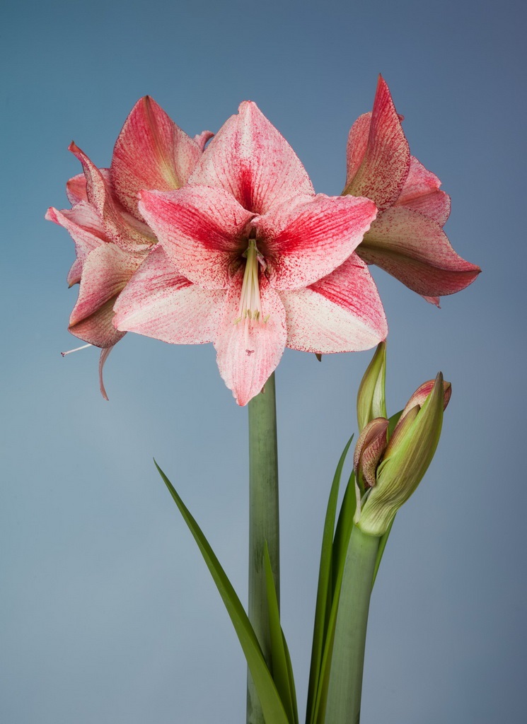 Amaryllis Galaxy, präpariert Revelation